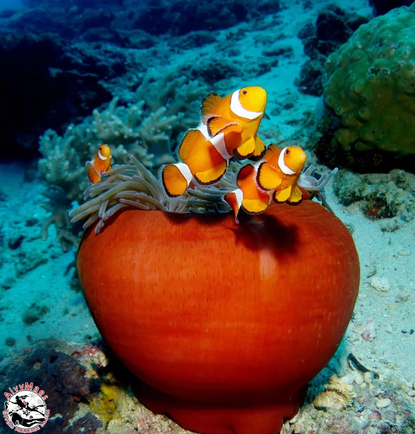 Snorkeling in AivyMaes Divers Resort