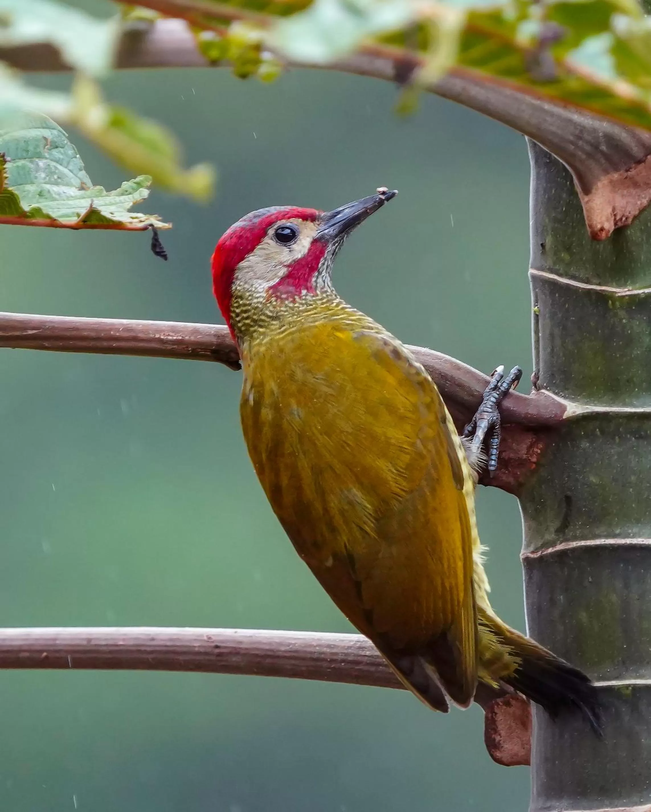 Garden, Other Animals in Arte de Plumas birding lodge
