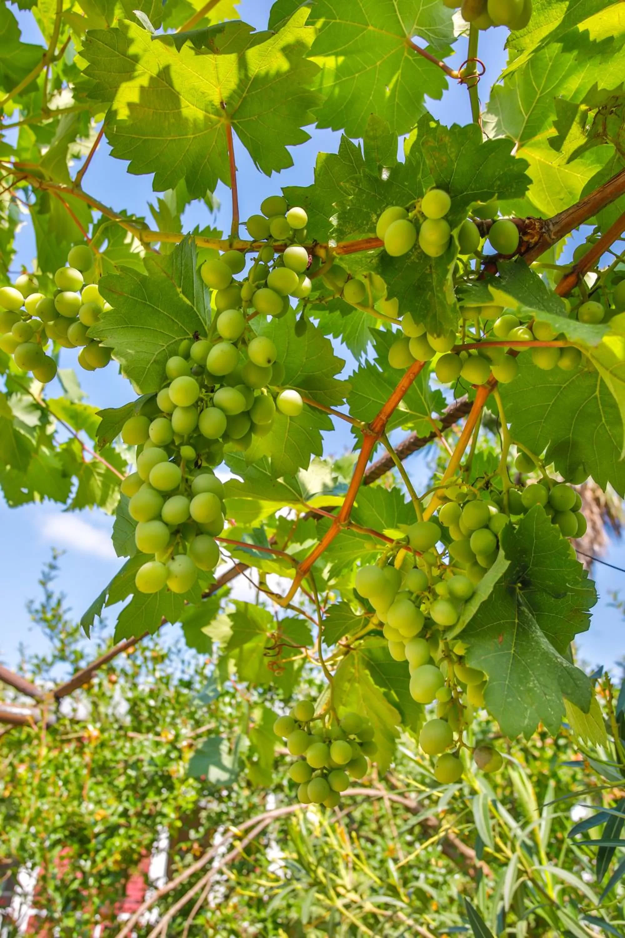 Garden in Book Hotel