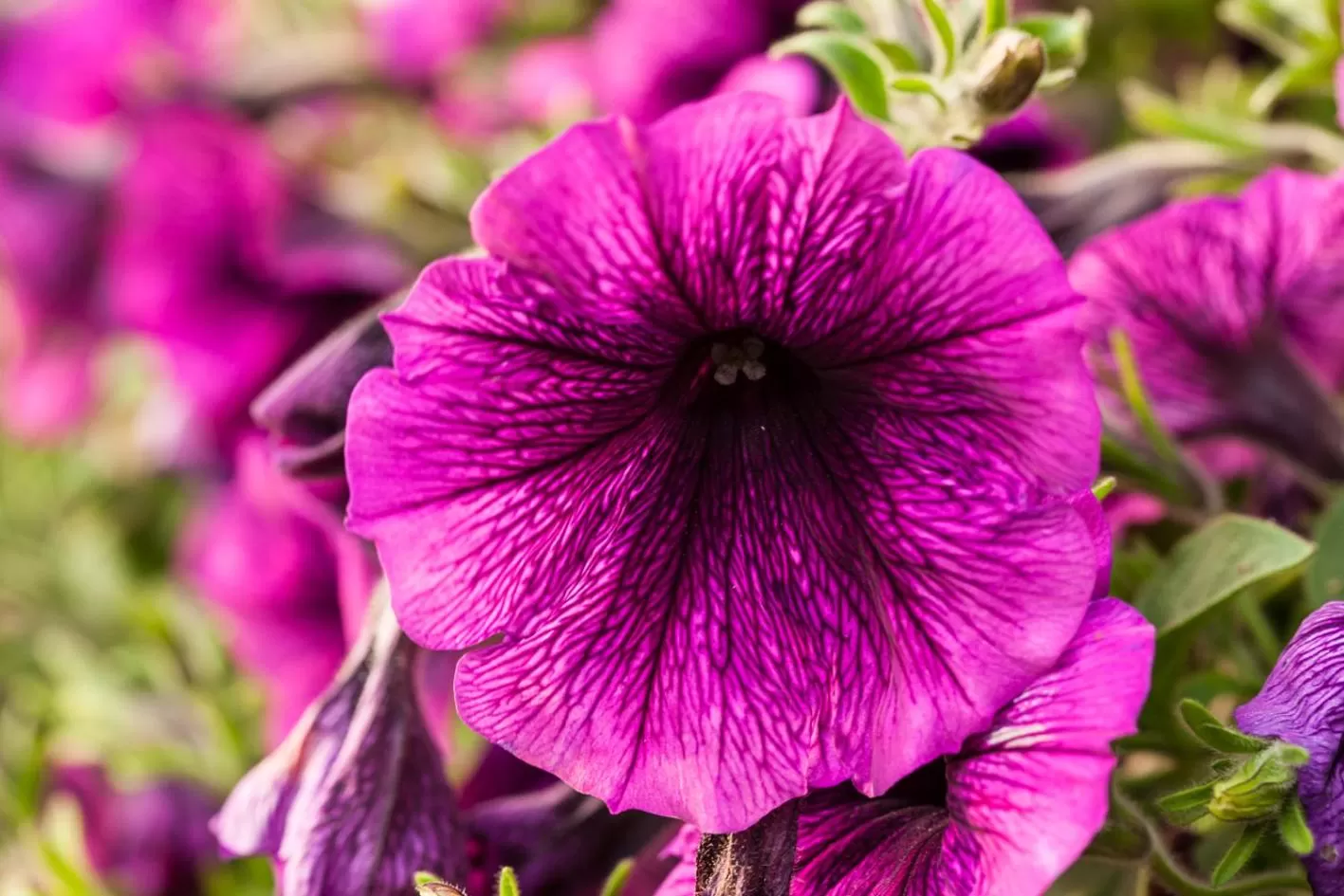 Garden in Genusshotel Hohenbogen