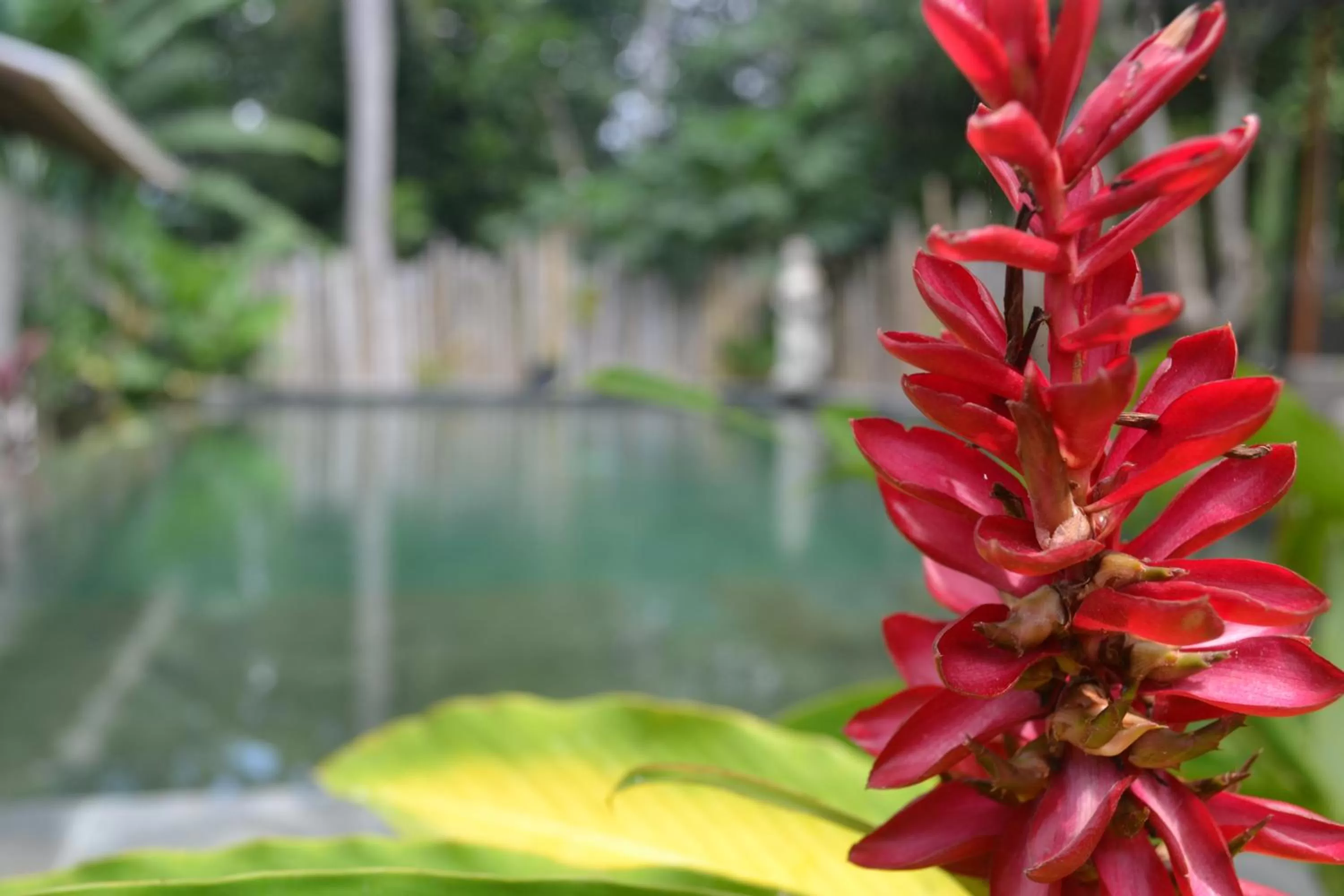 Suka's House Bed & Breakfast