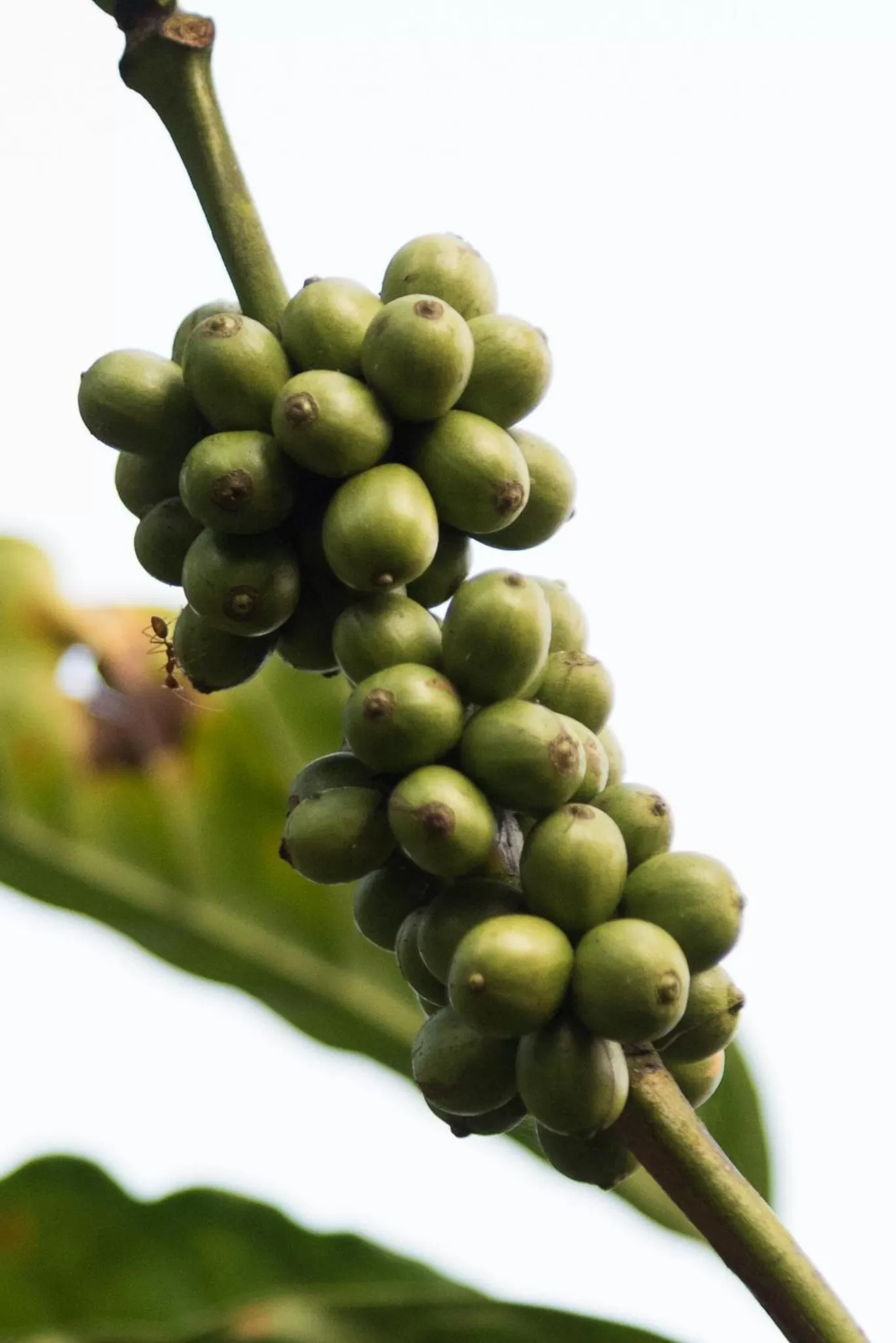 Garden in Magnolia Estates & Resorts