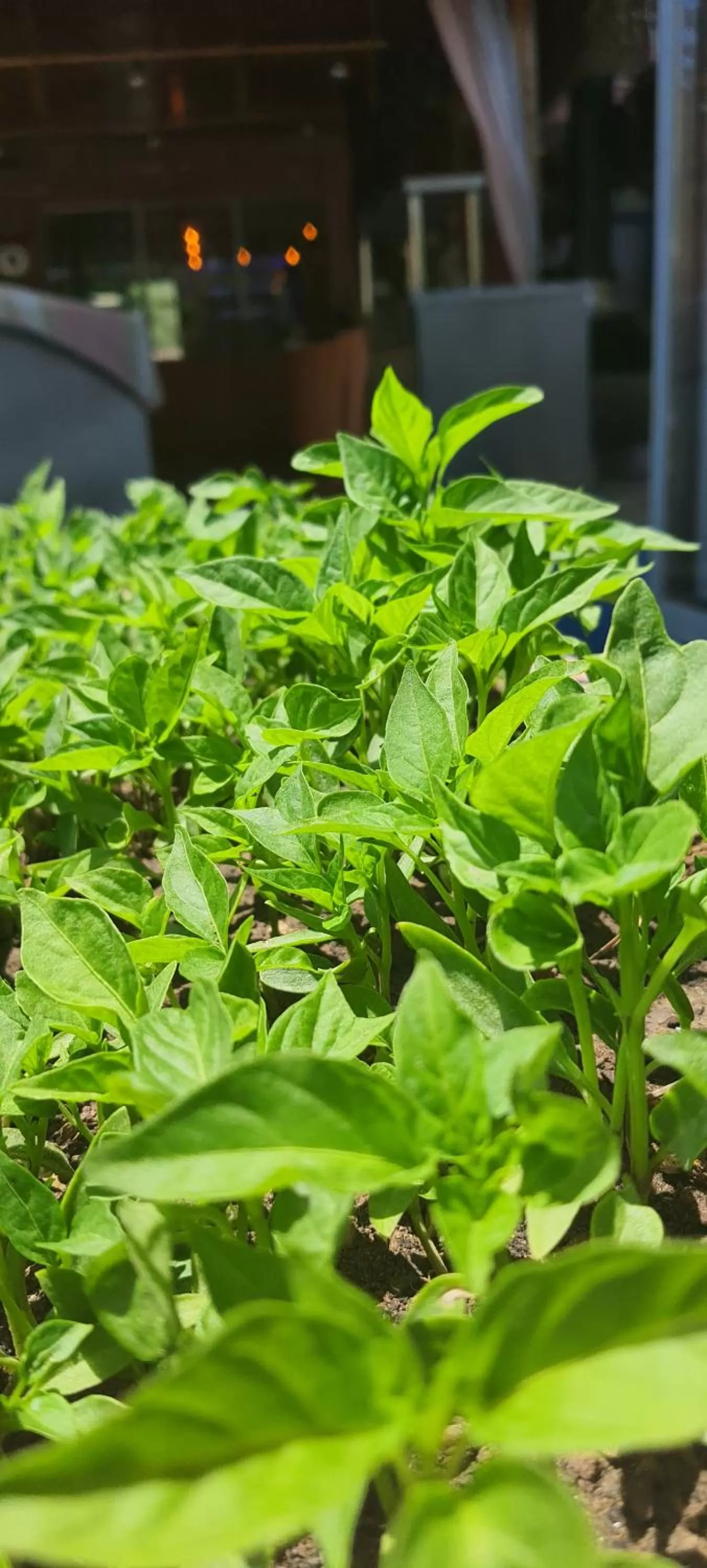Garden in Grand Yayla Hotel