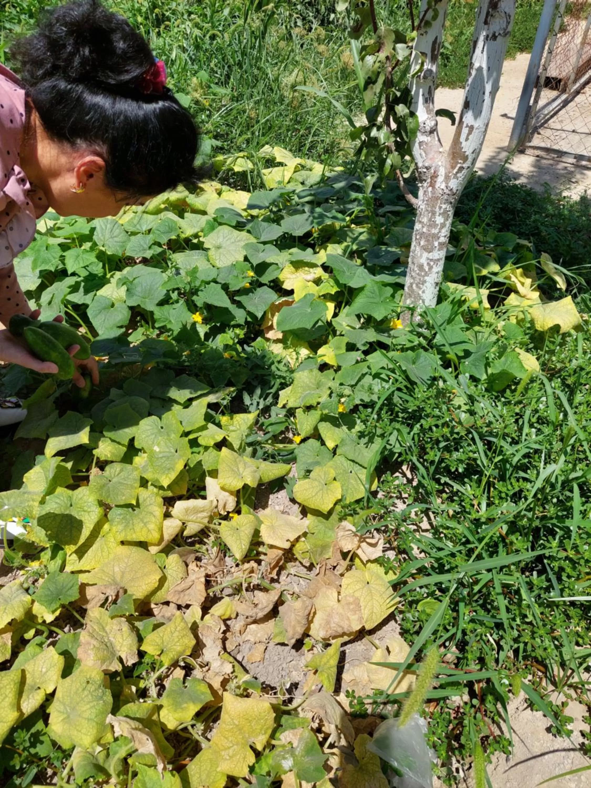 Garden in Samarabonu Hotel