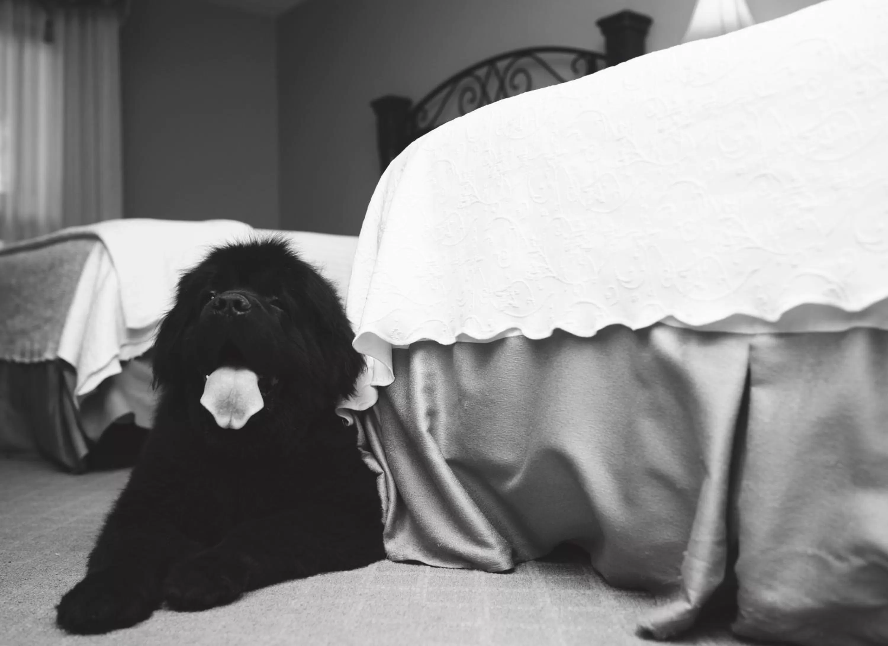 Pets, Bed in Old Stone Inn Boutique Hotel