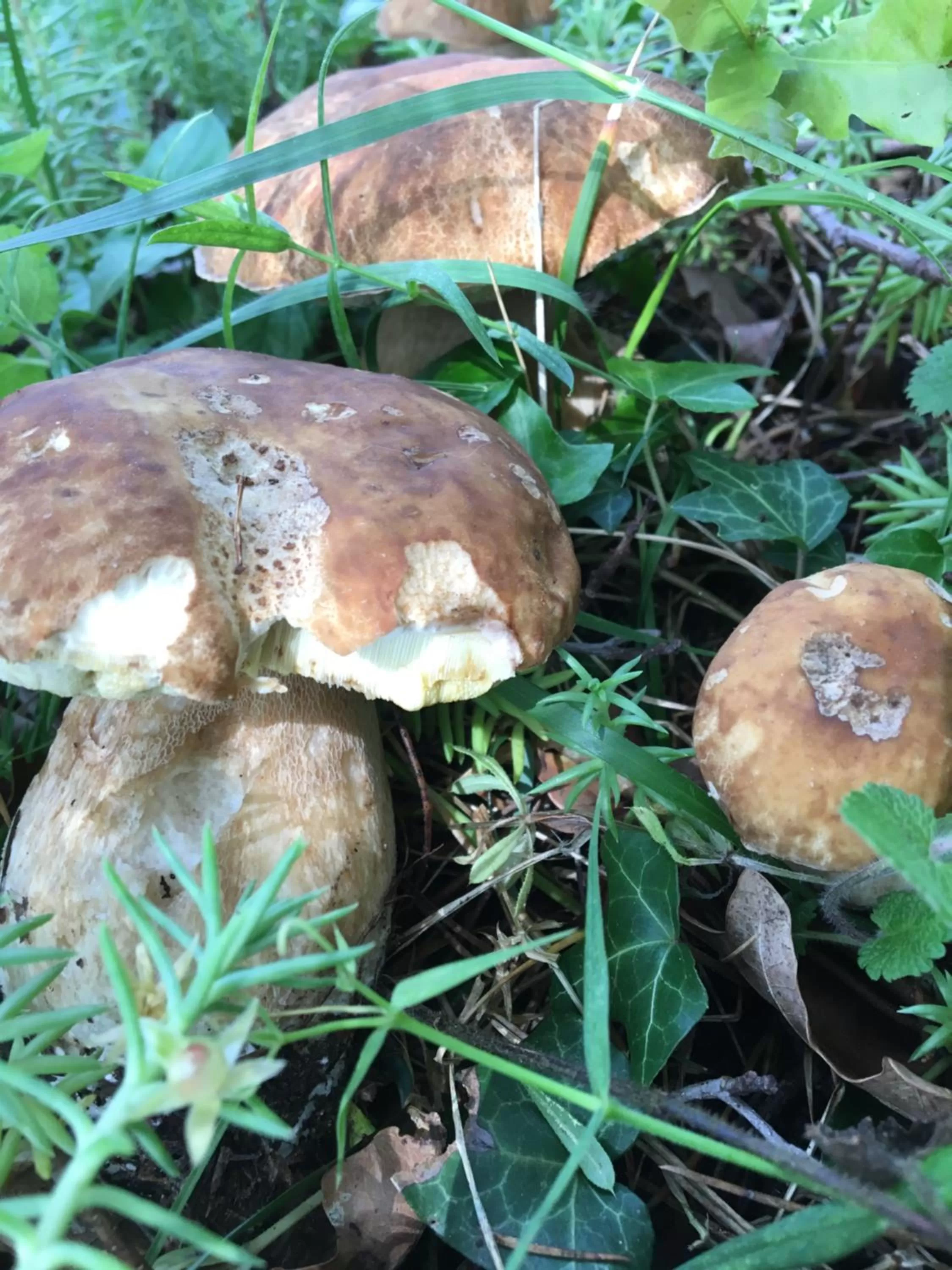 Other Animals in Les Chambres Lauryvan