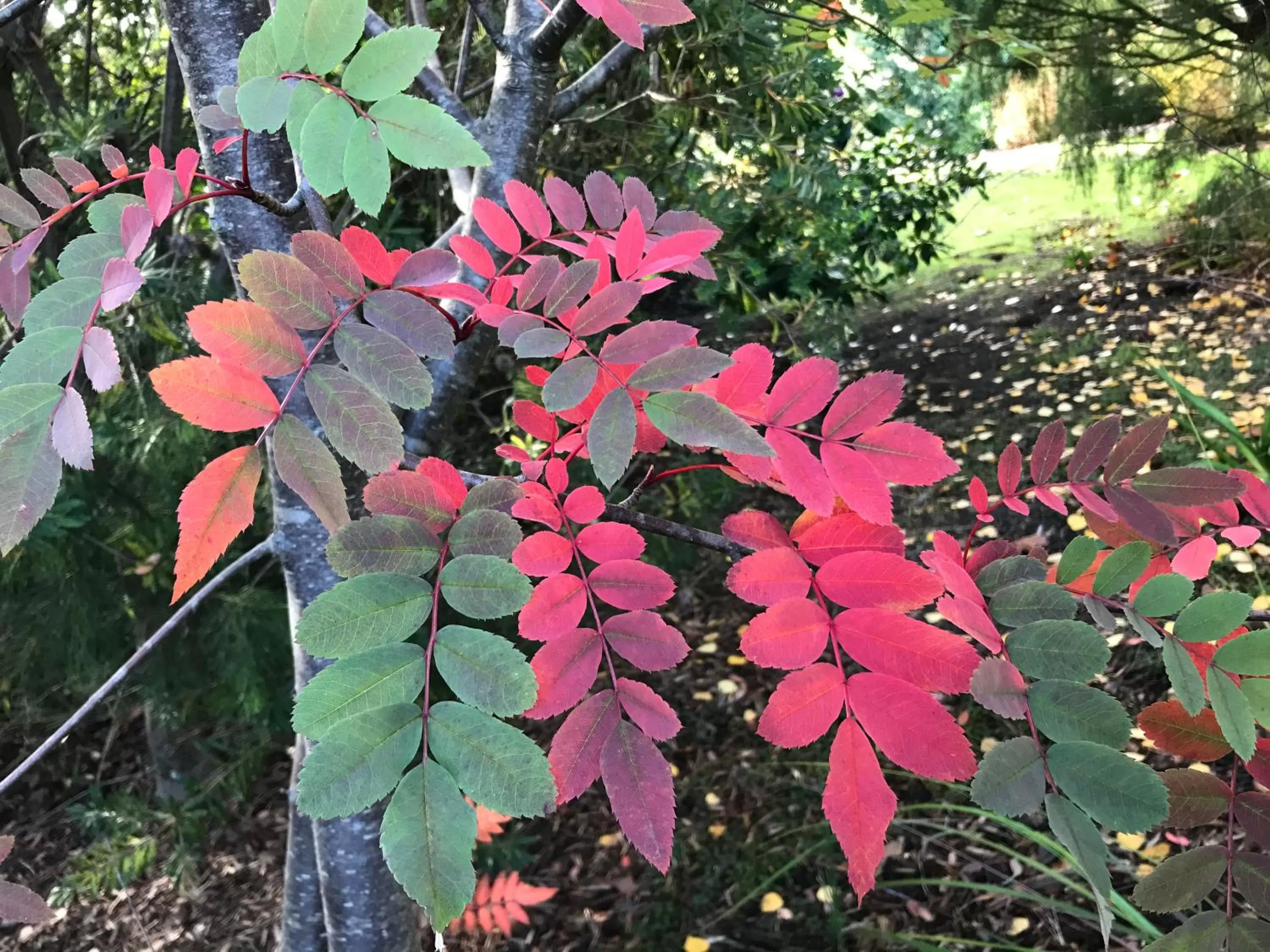 Hillside Bed and Breakfast