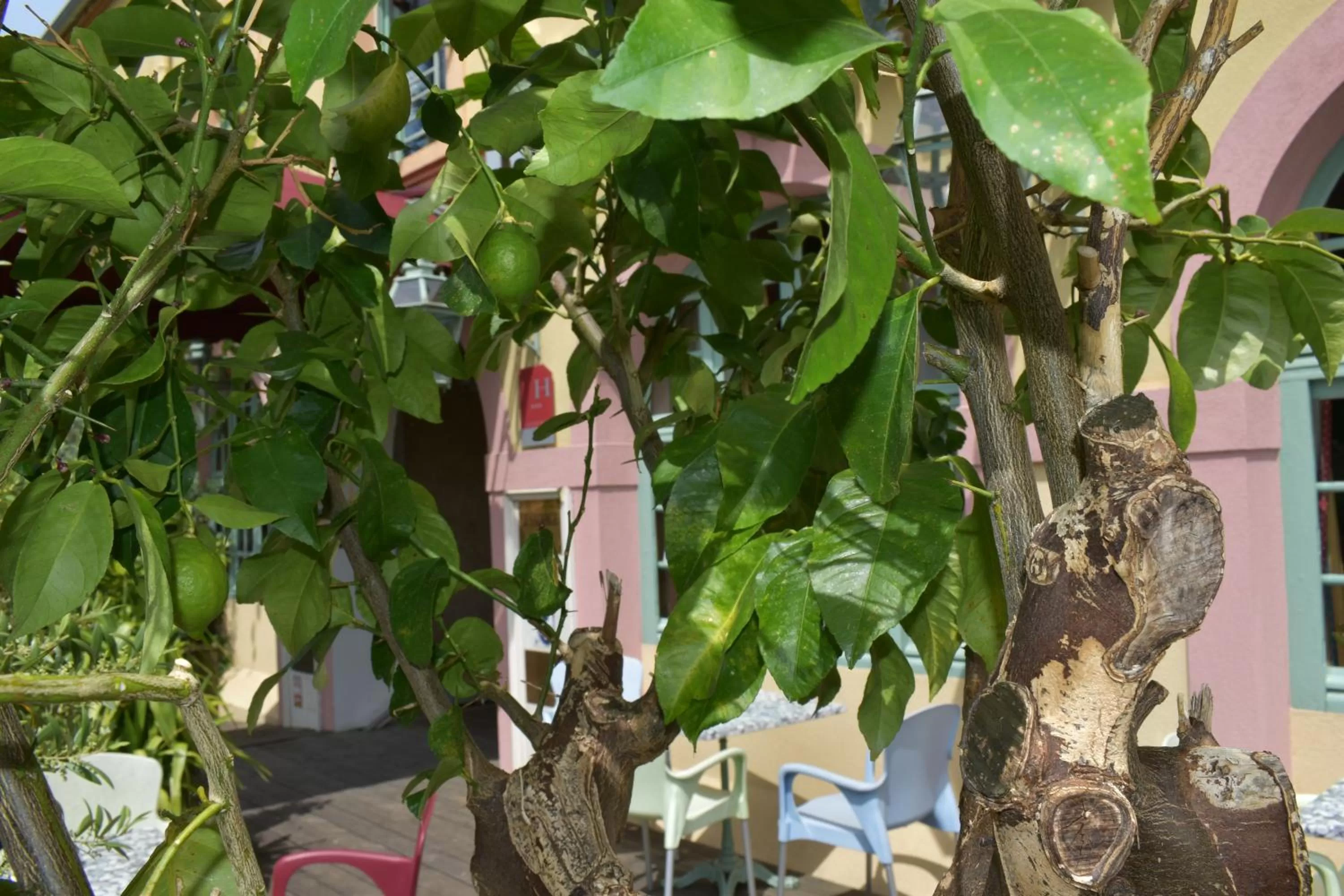 Garden in Hôtel Le Sauvage