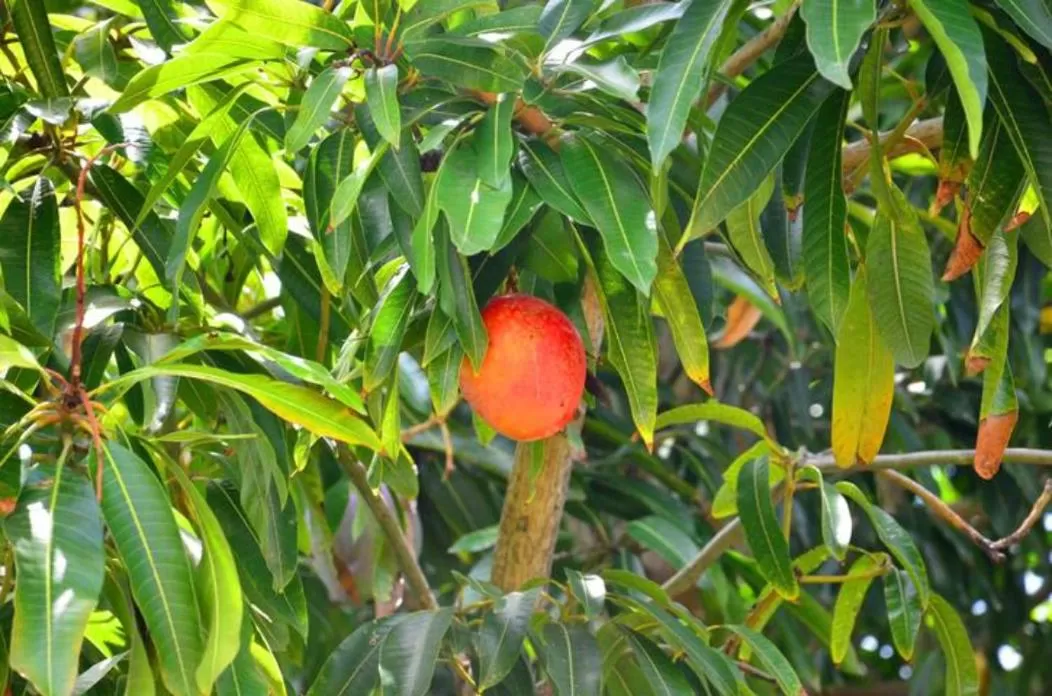 Other Animals in Castlevue B&B