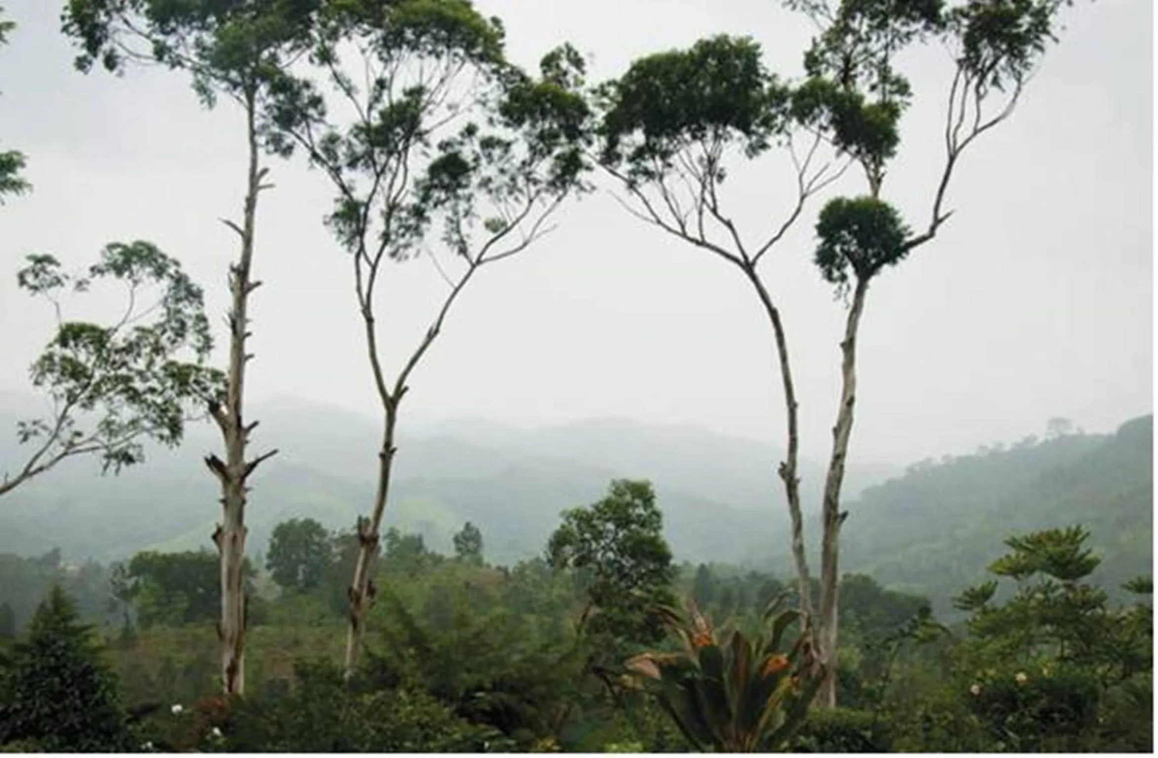 Garden view in Hatale Tea Estate Bungalow