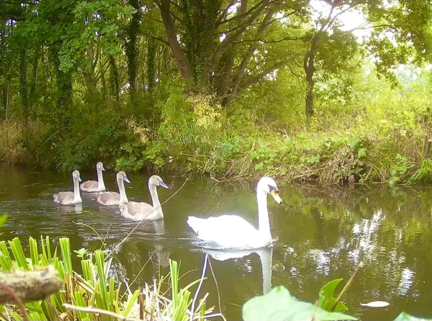 River view, Other Animals in Crown & Anchor