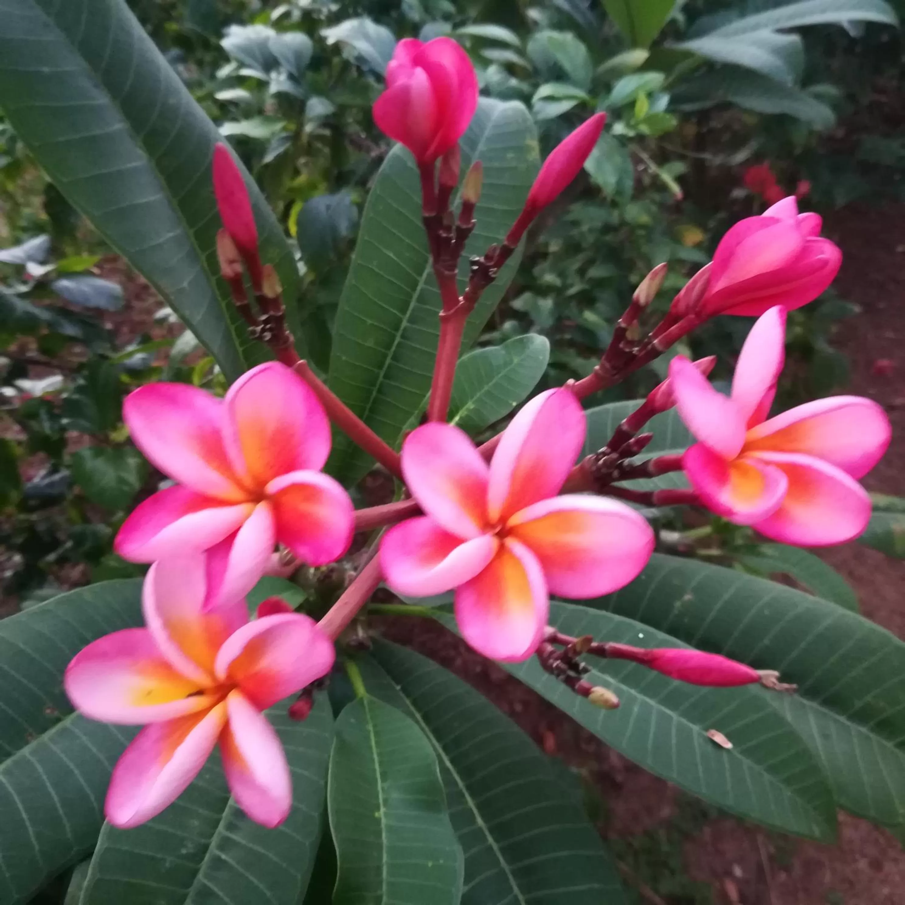 Garden in Sukriti beach Resort