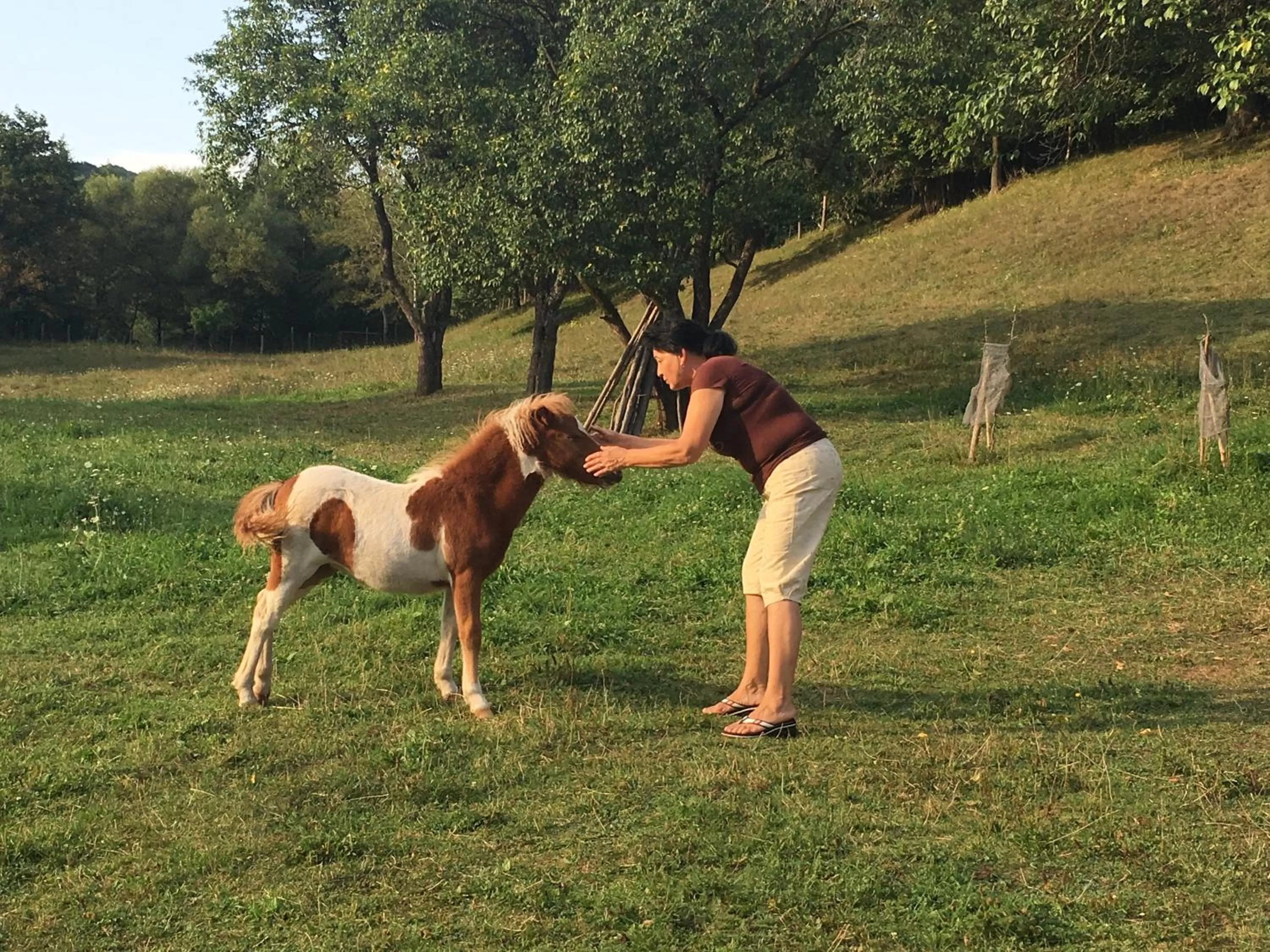 Day in Pensiunea SilvAnka