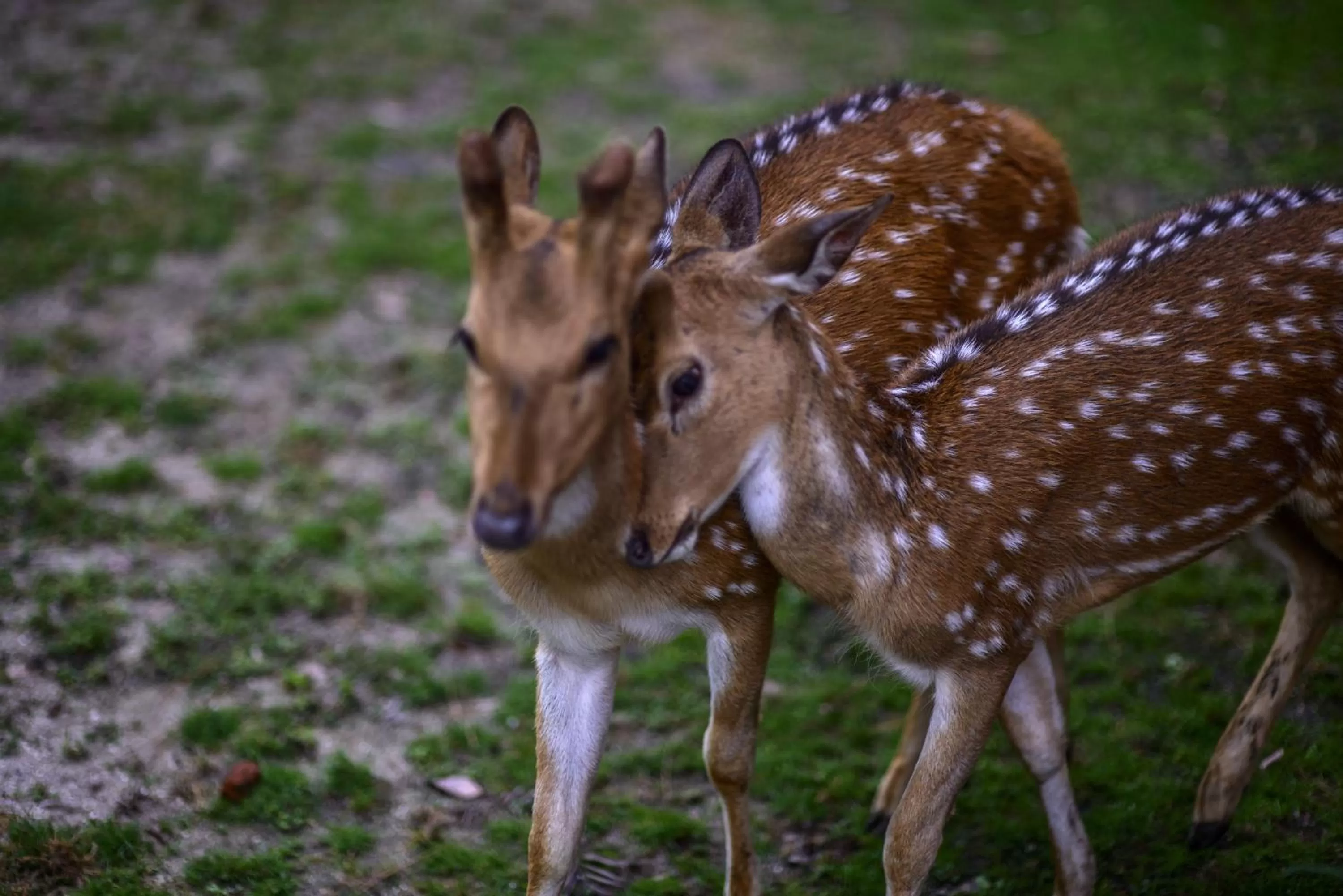 Animals in Gokarna Forest Resort Kathmandu