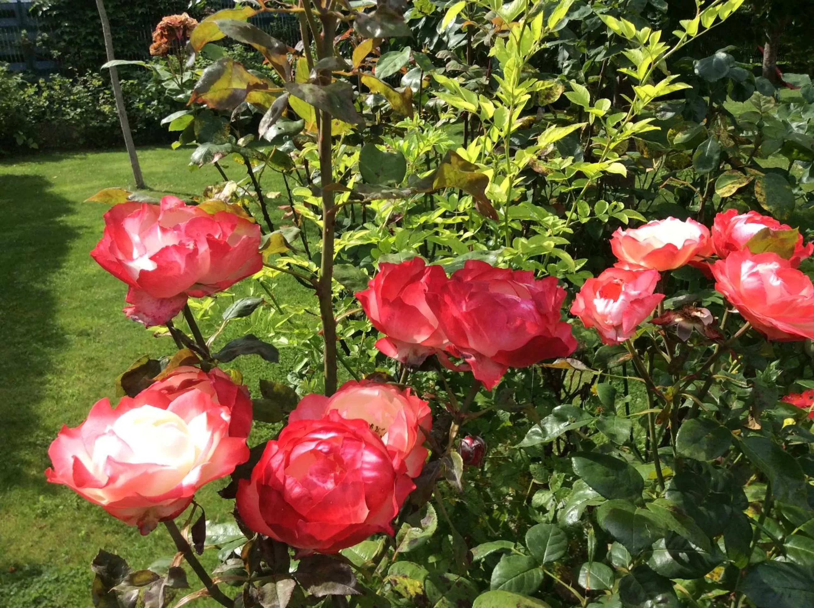 Garden in Les Chambres D'oriane