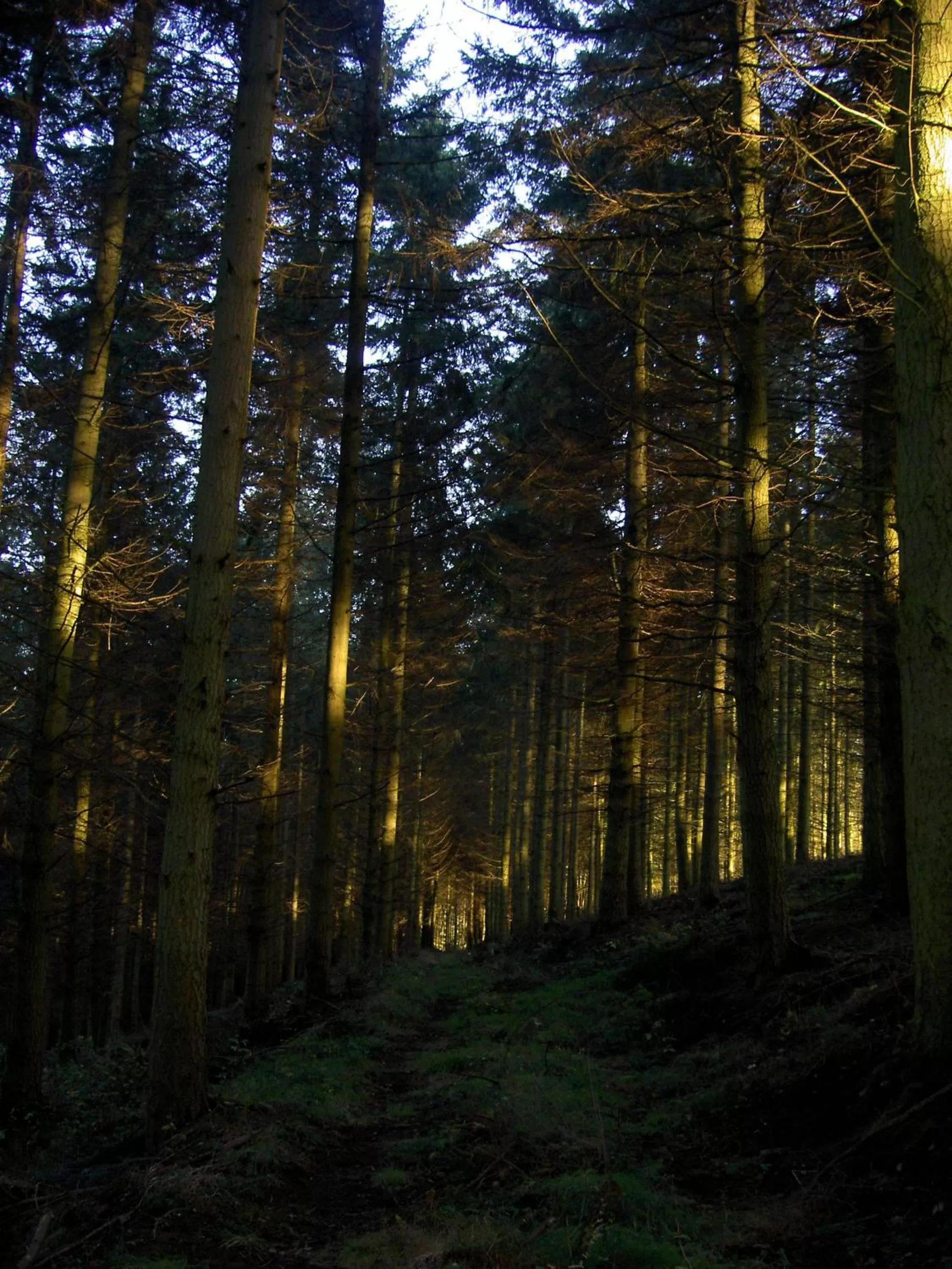 Neighbourhood in Middle Woodbatch B&B