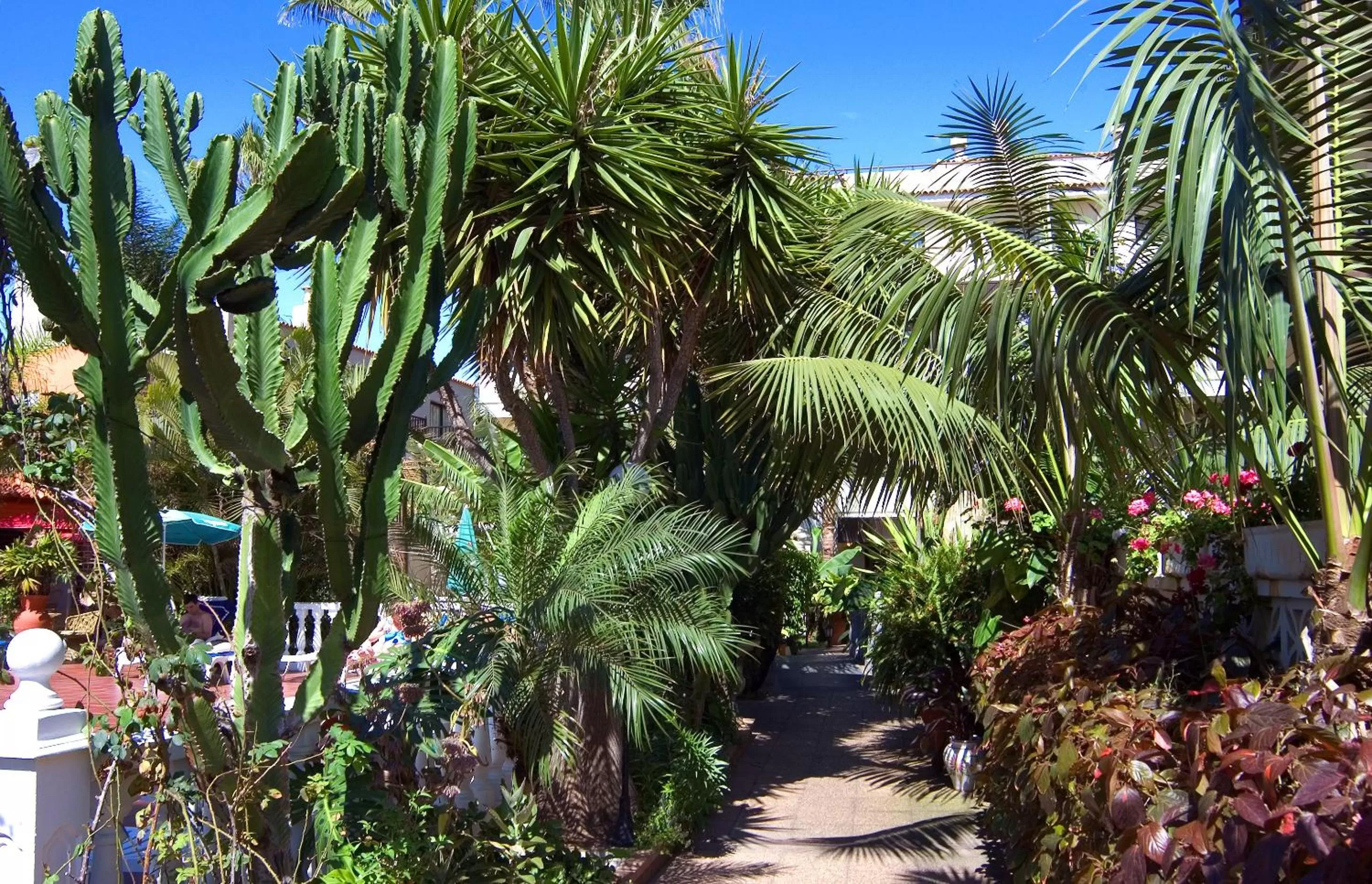 Garden in Hotel Don Manolito
