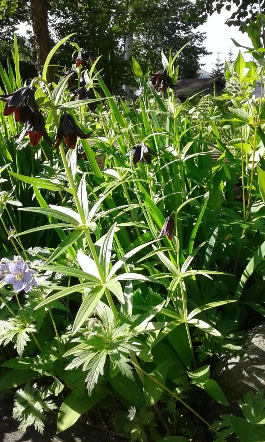 Garden in Alaska Chalet Bed & Breakfast