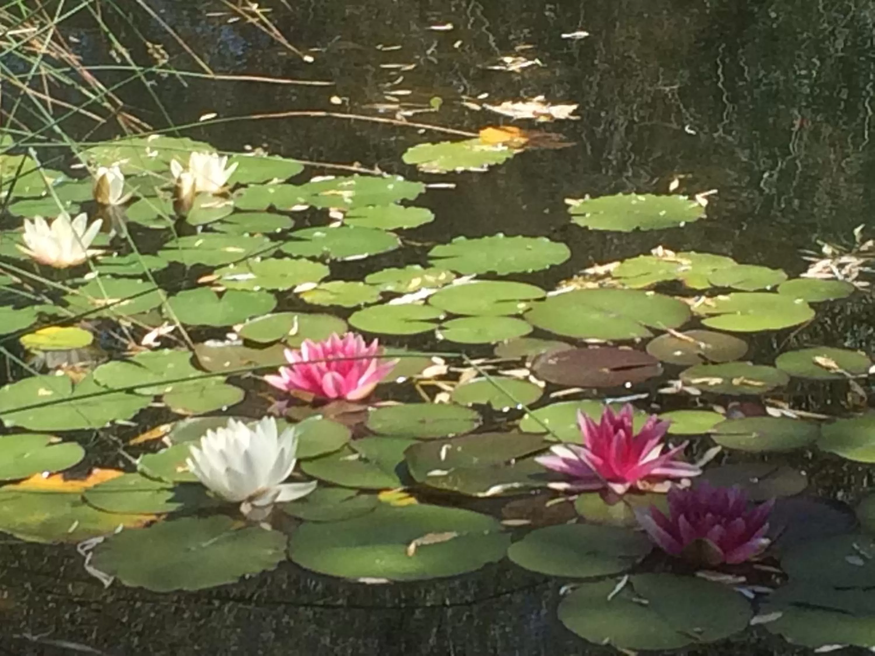 Garden in Red Moon Lodge