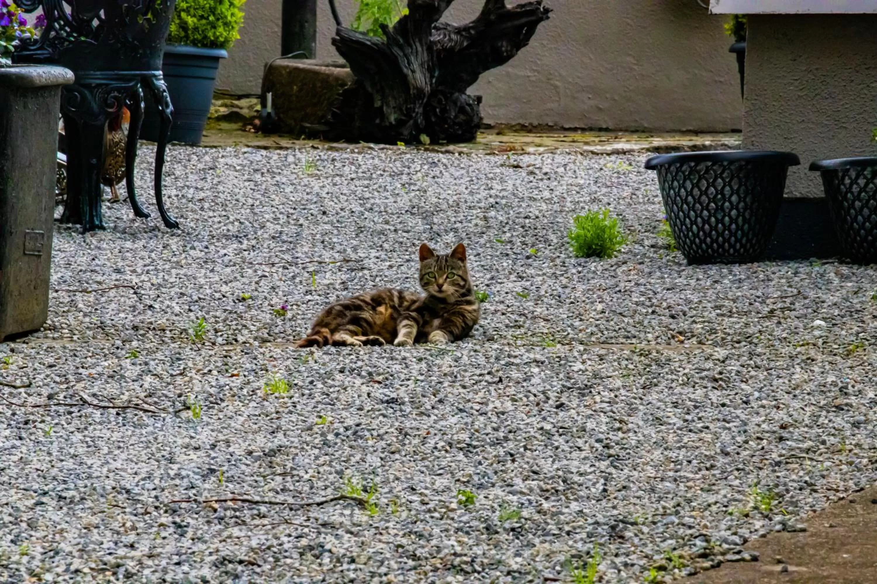 Garden in The Ring Farmhouse