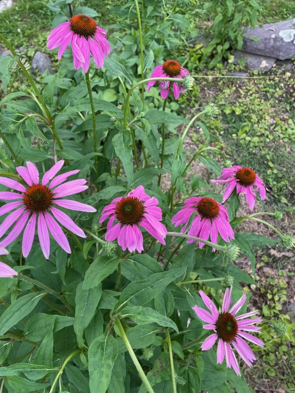 Garden view in Folkestone Inn