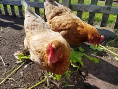 Animals, Other Animals in Middle Cottage Sandy Haven Beach