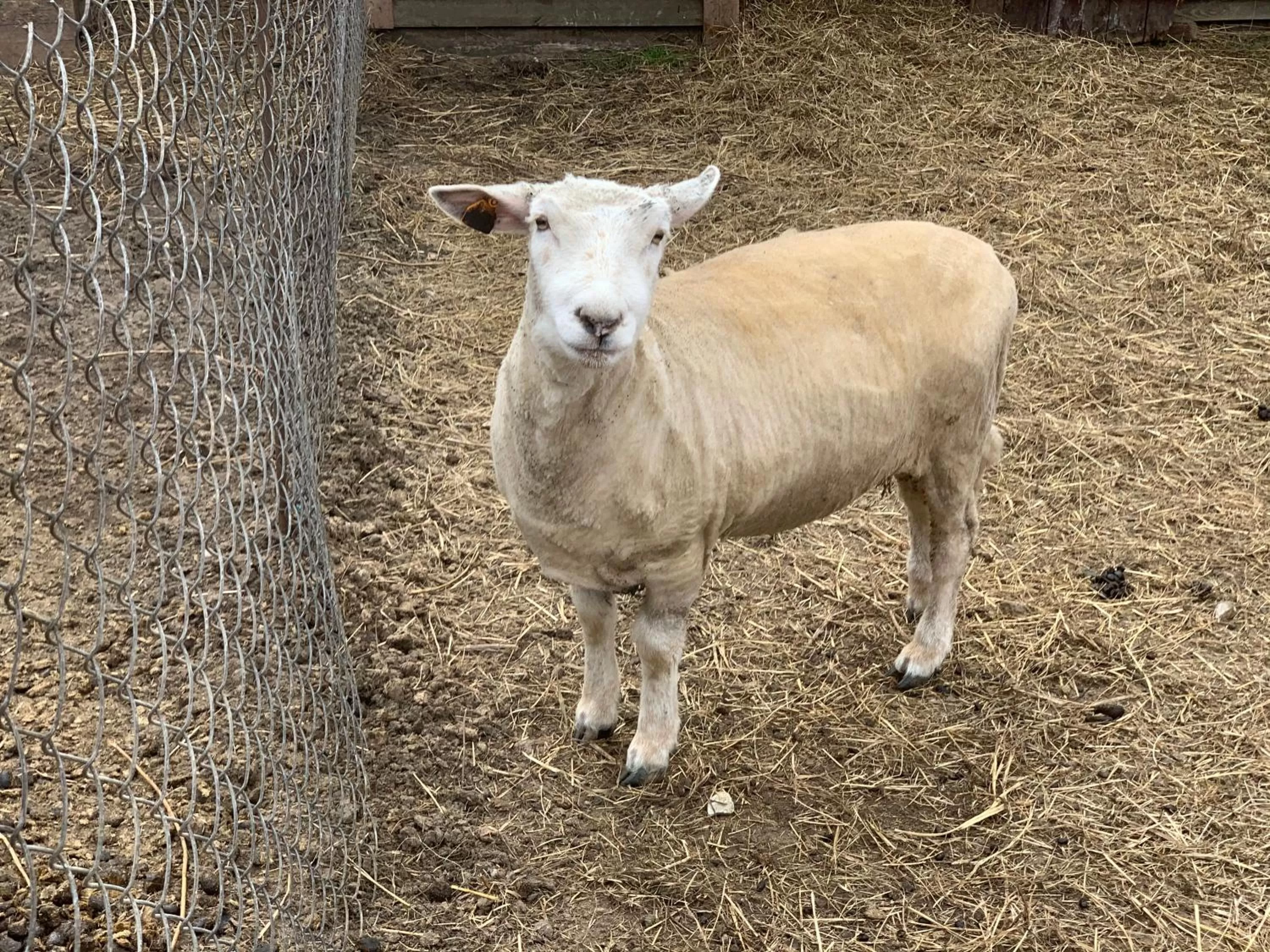 Animals in Ziołowa Dolina