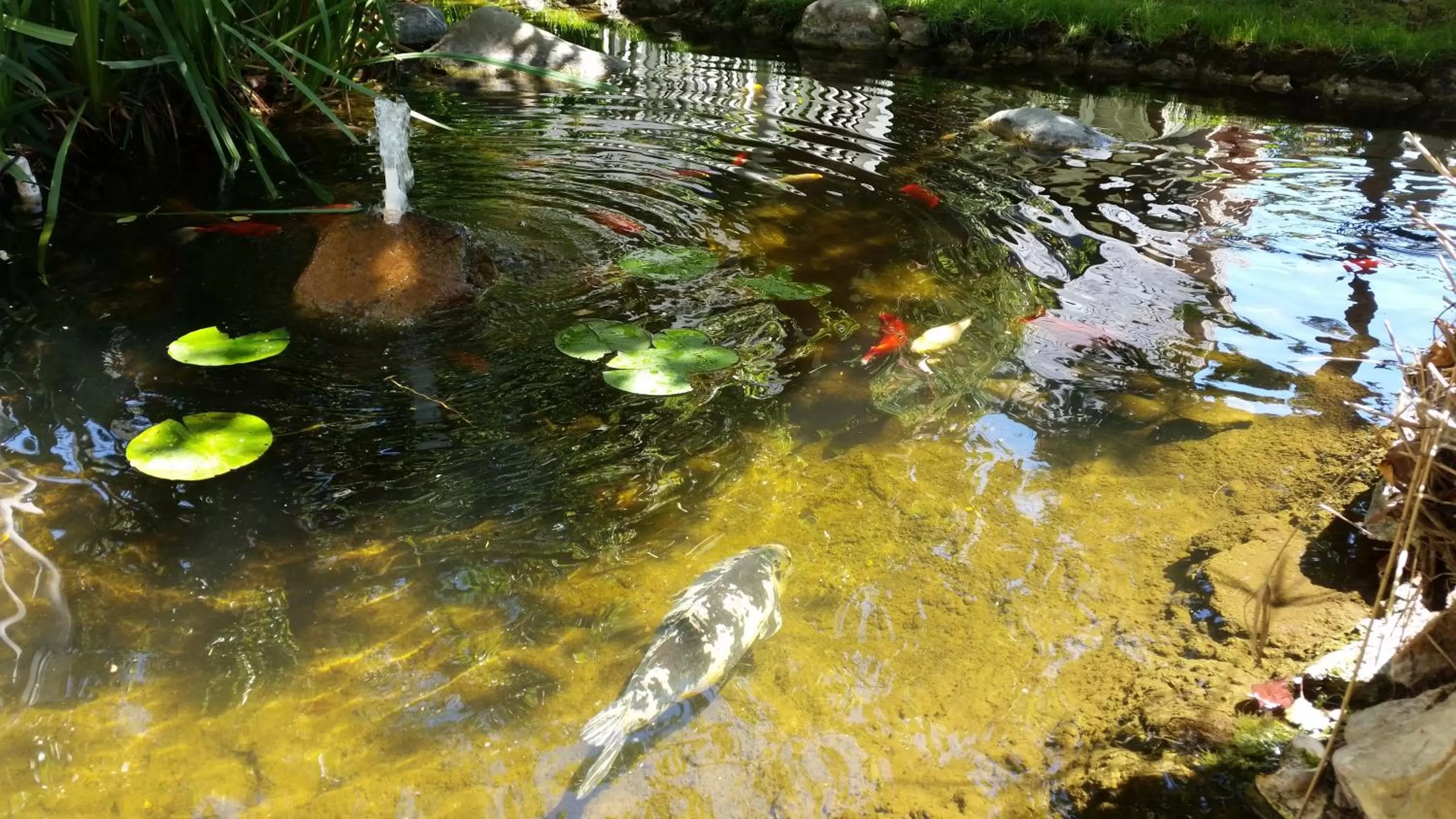 Animals in Wine Valley Inn