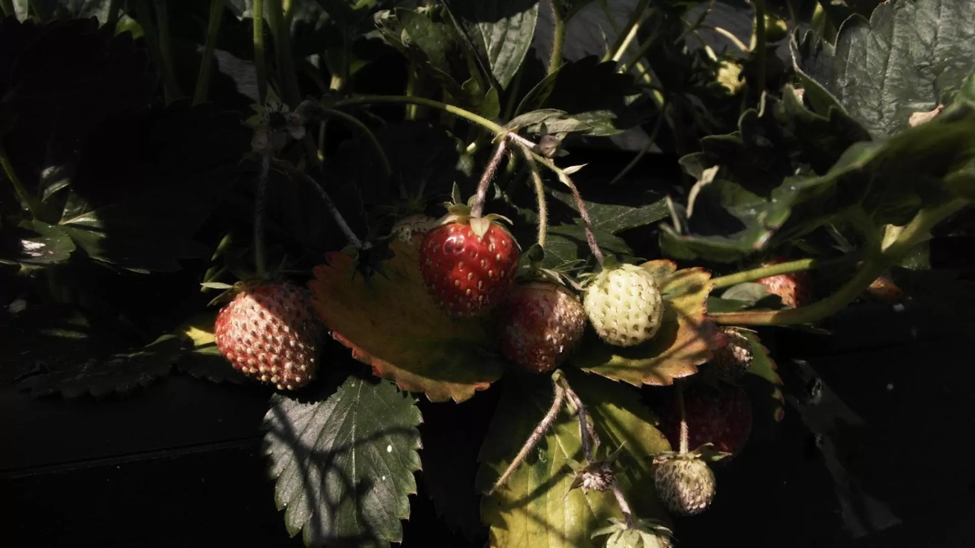 Food in B&B De Loenense Bossen