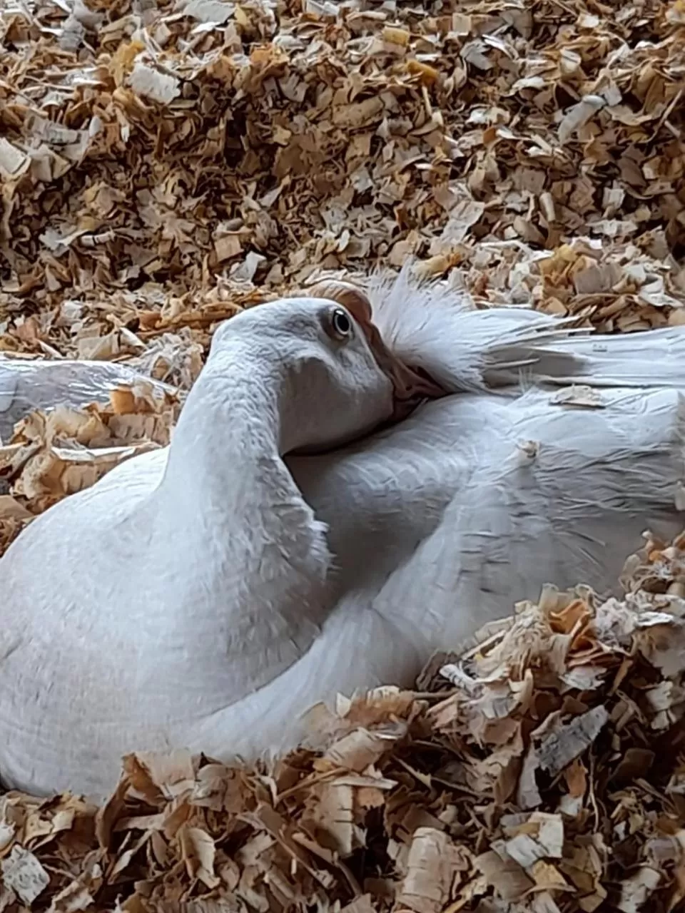 Hotel Hacienda Don Paolo