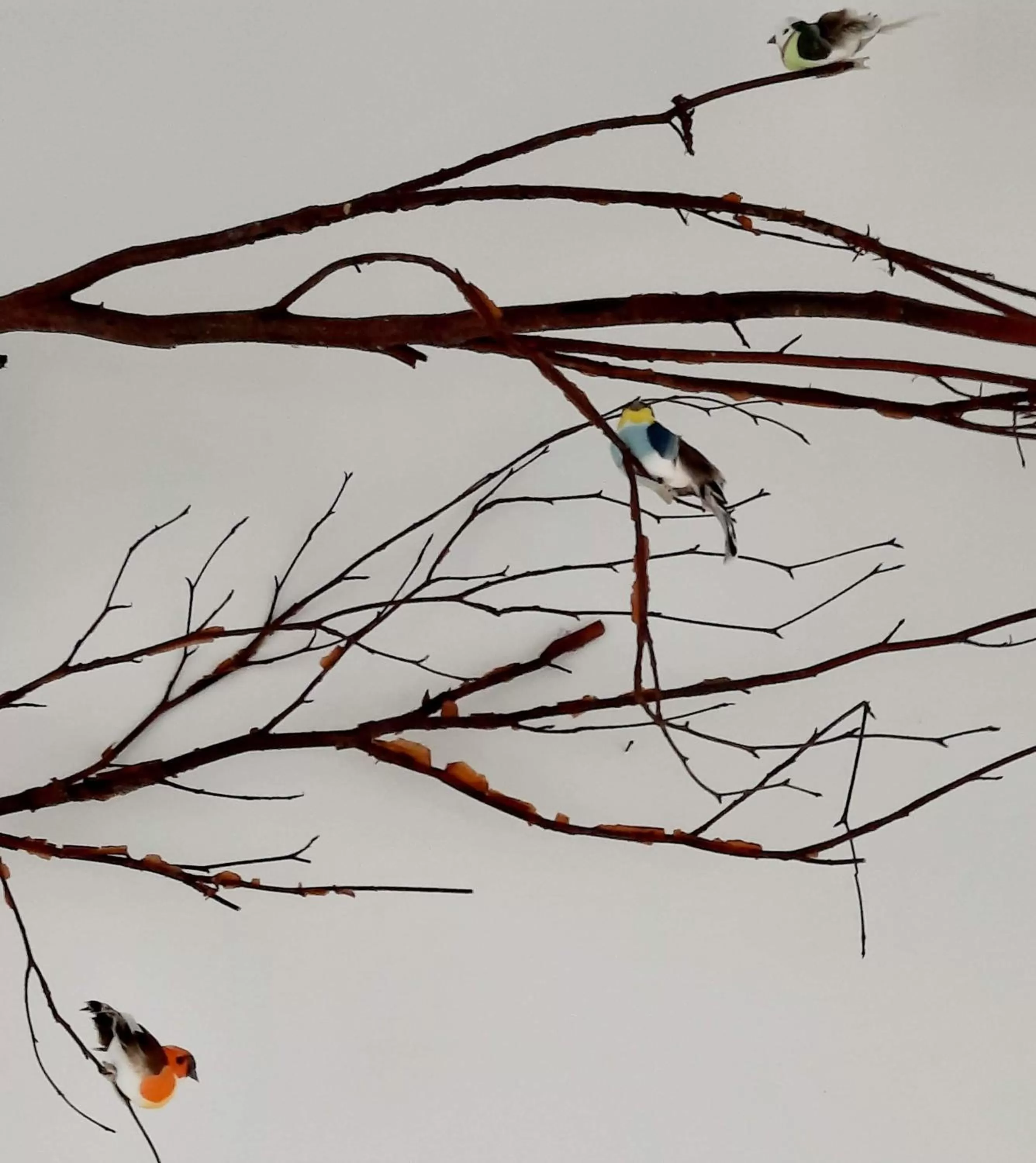 Other Animals in The Wood Cottage