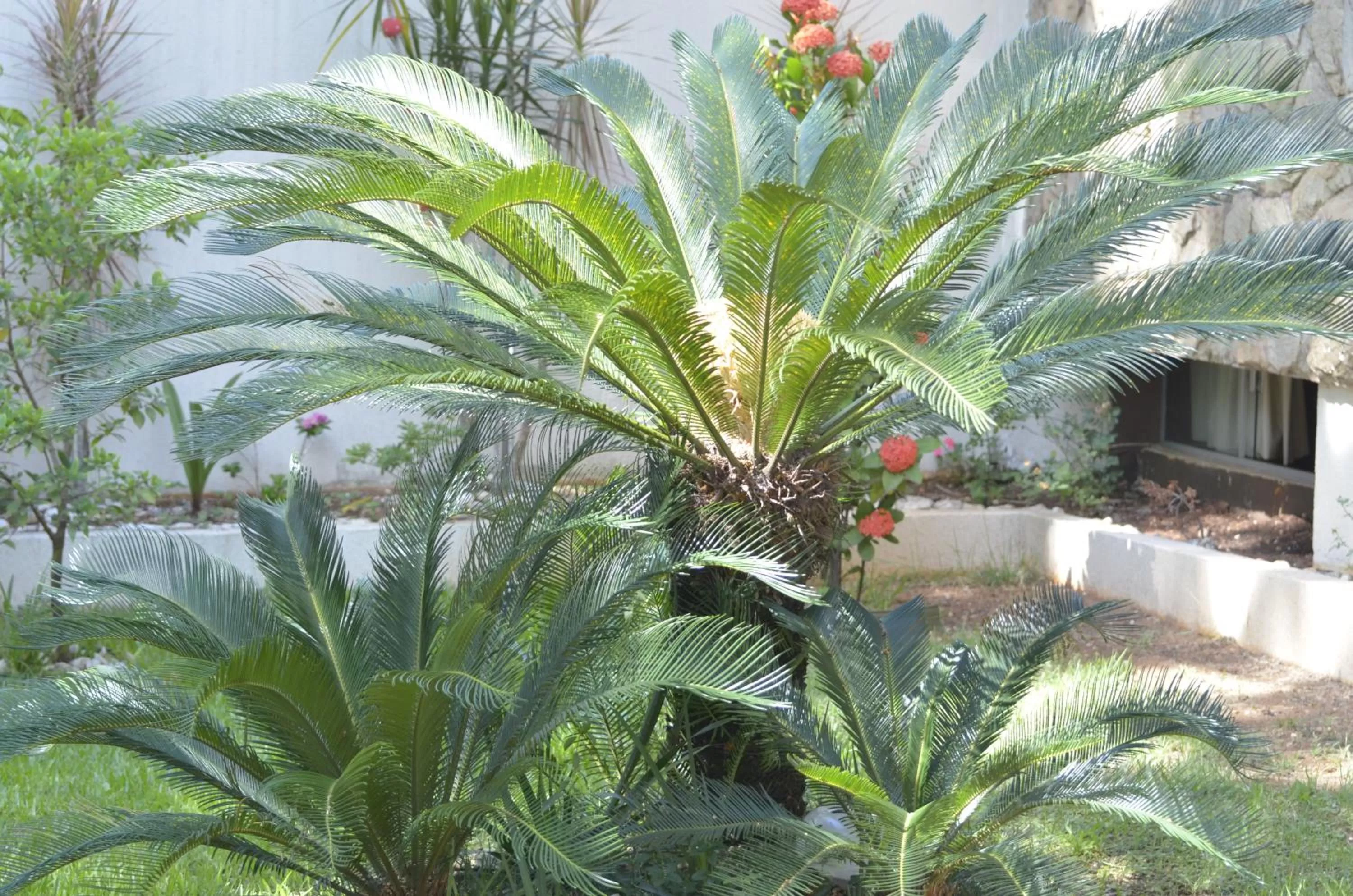 Garden in Foz Casa do Turista