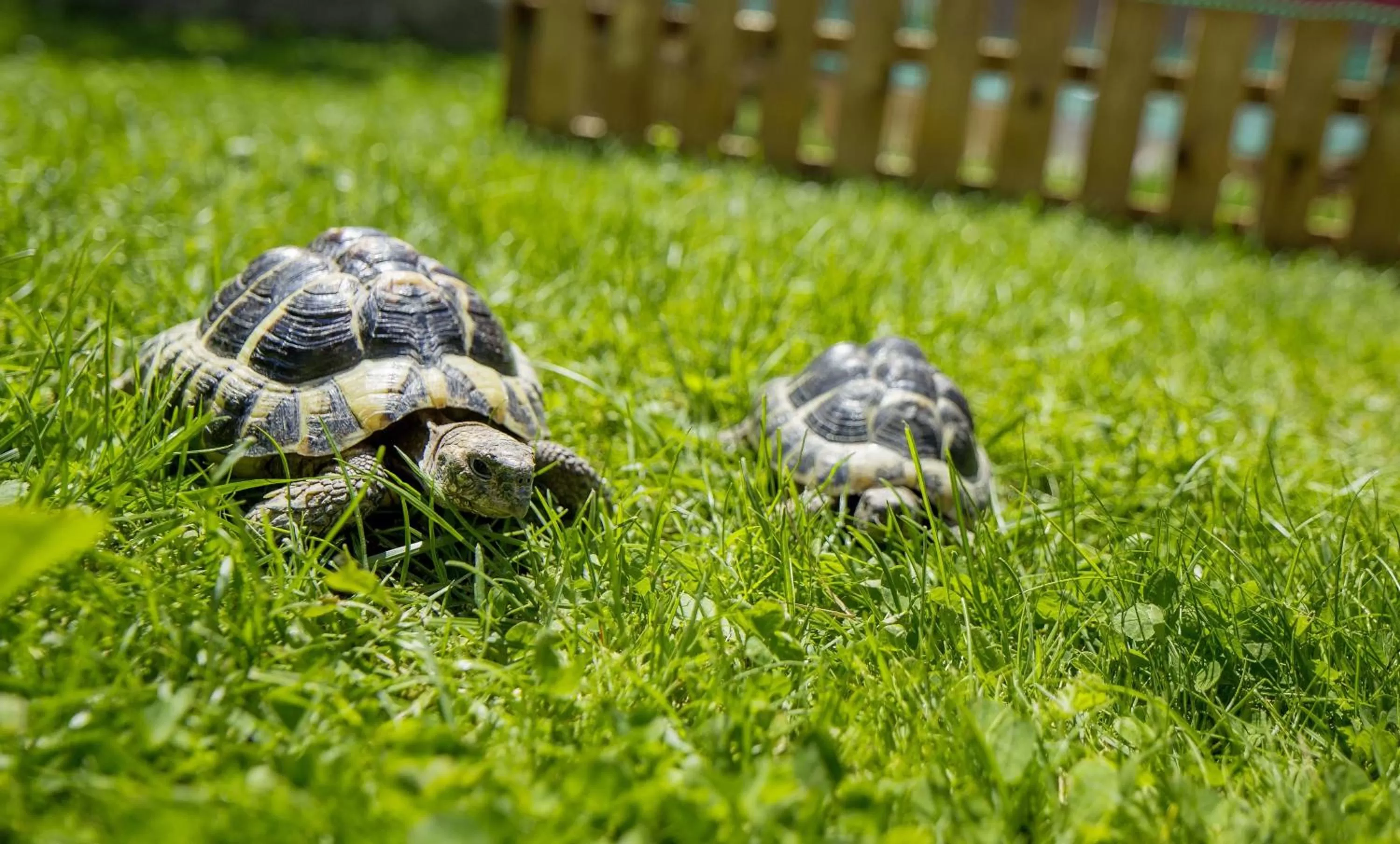 Animals, Other Animals in Wellness- und Schneesporthotel Christiania