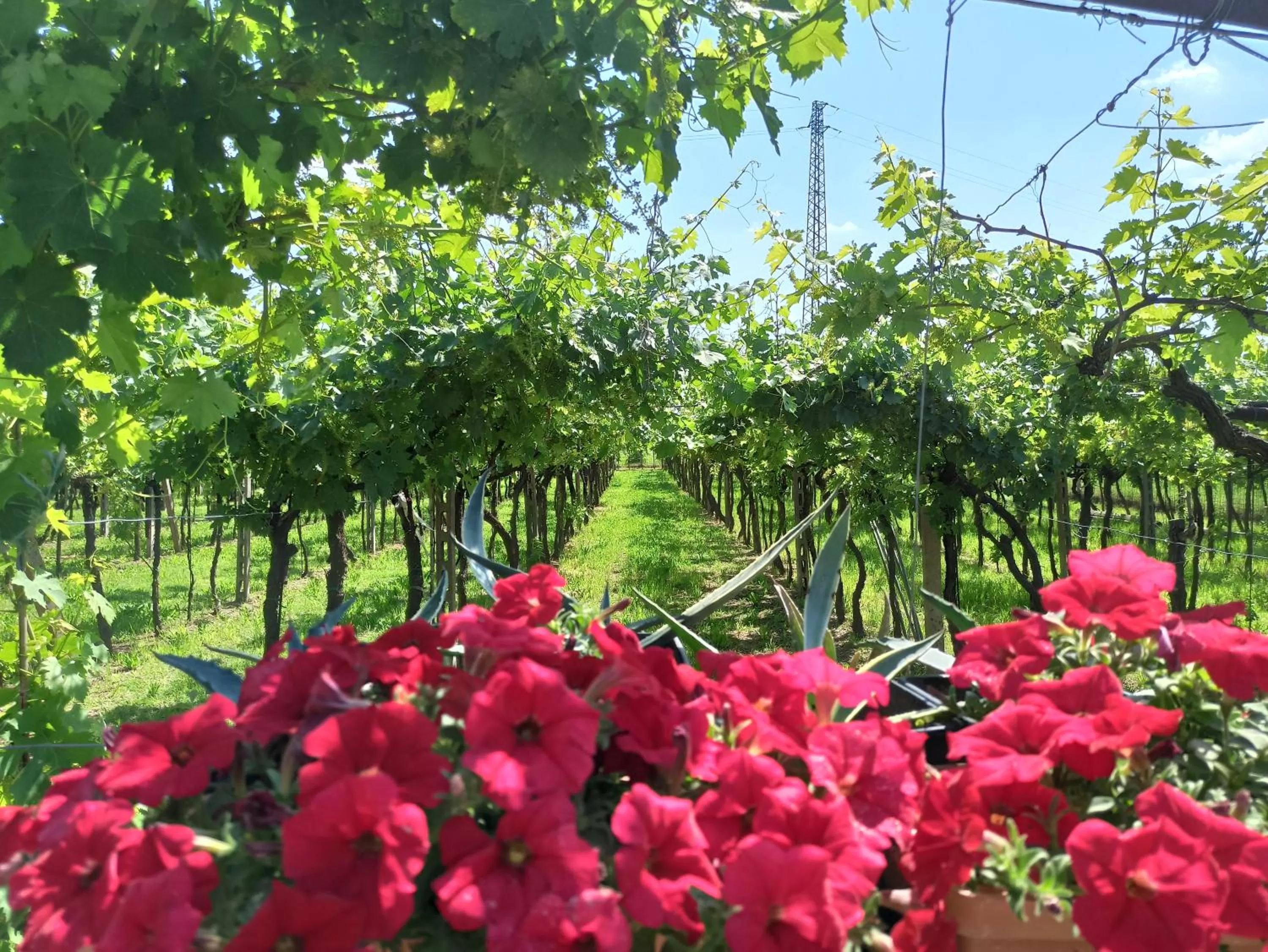 Natural landscape in Le Zampolle B & B