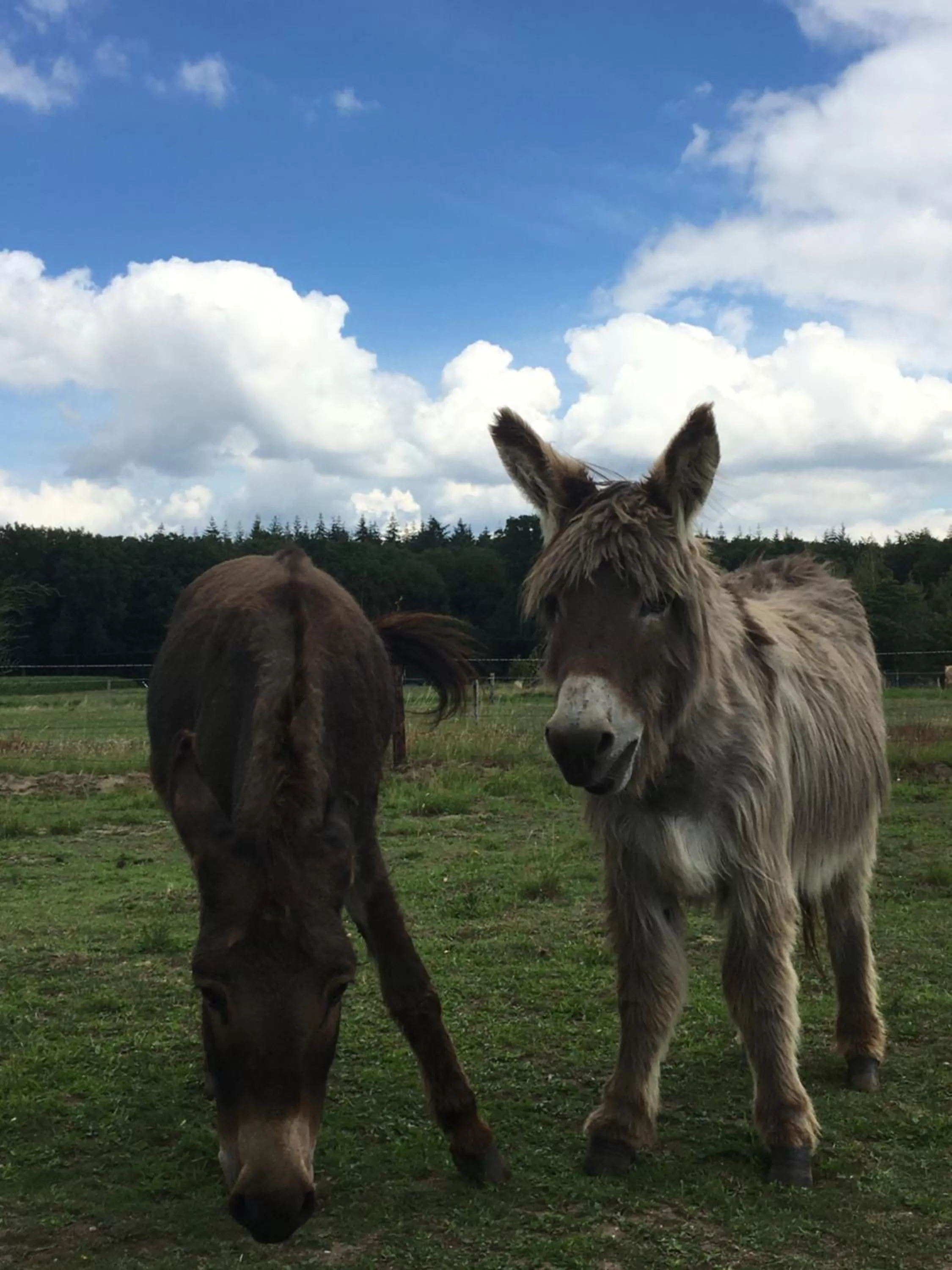 Animals, Other Animals in Nergena Zimmer Frei