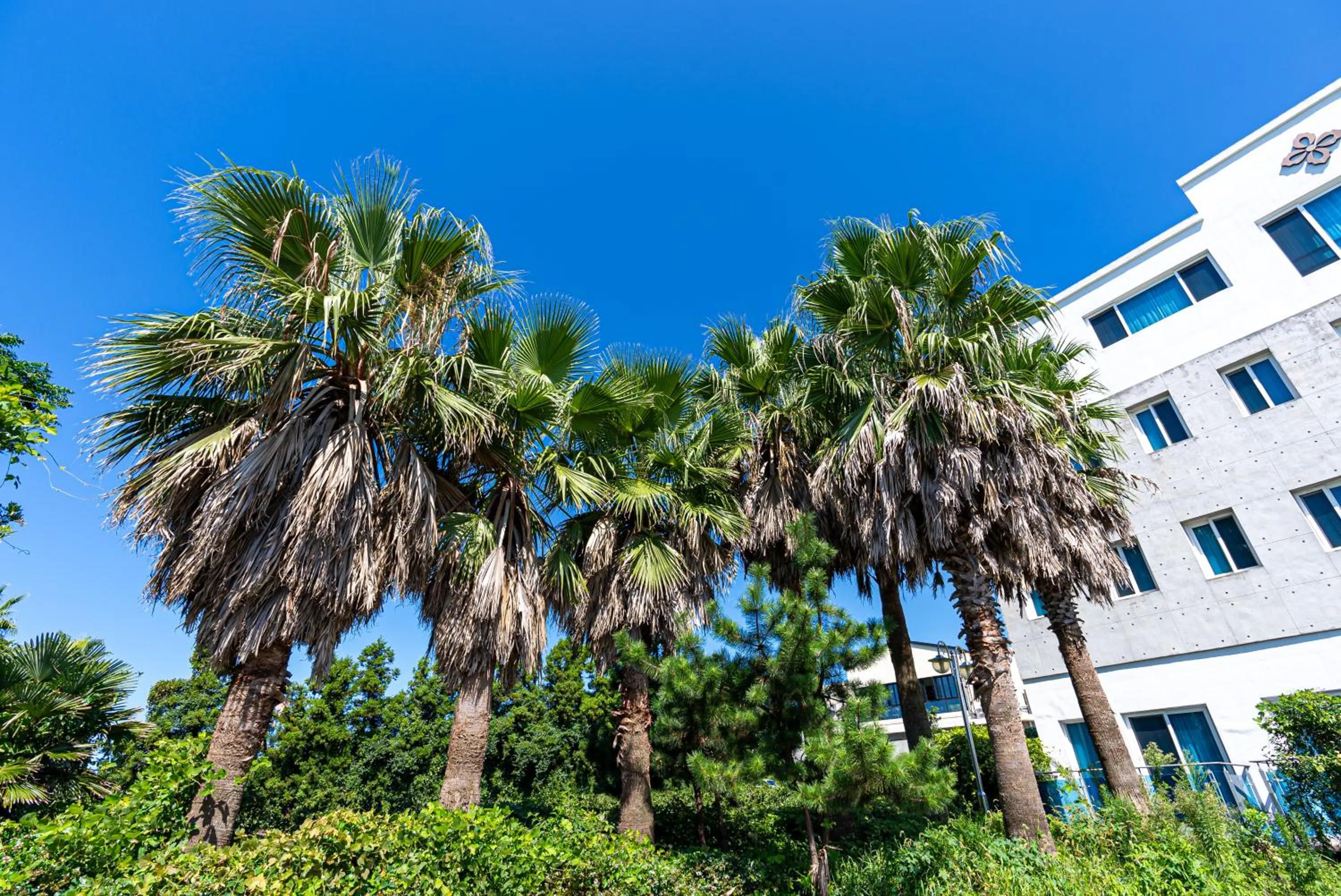 Natural landscape in Hotel The Grang Jungmun