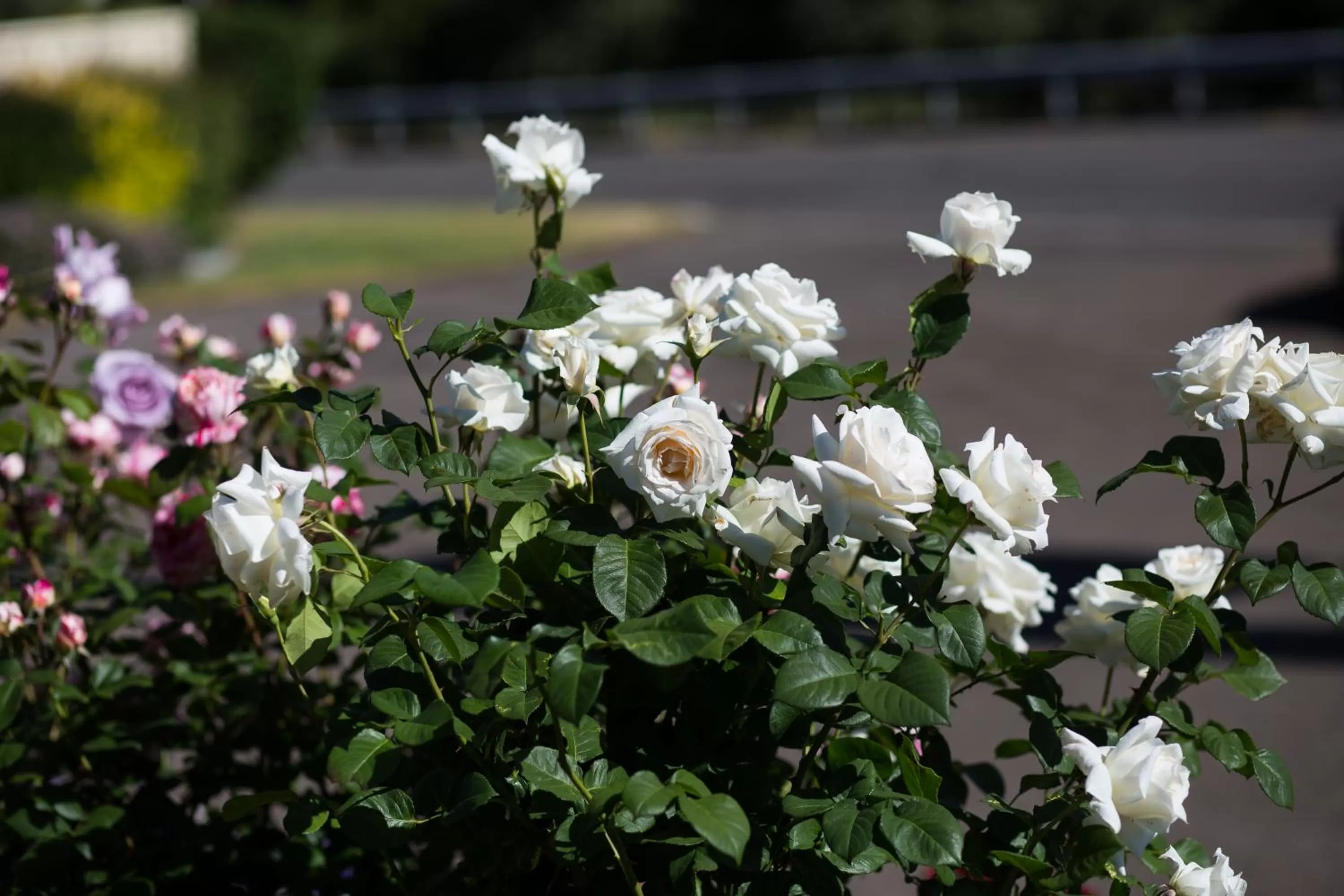 Garden in Willows Motel
