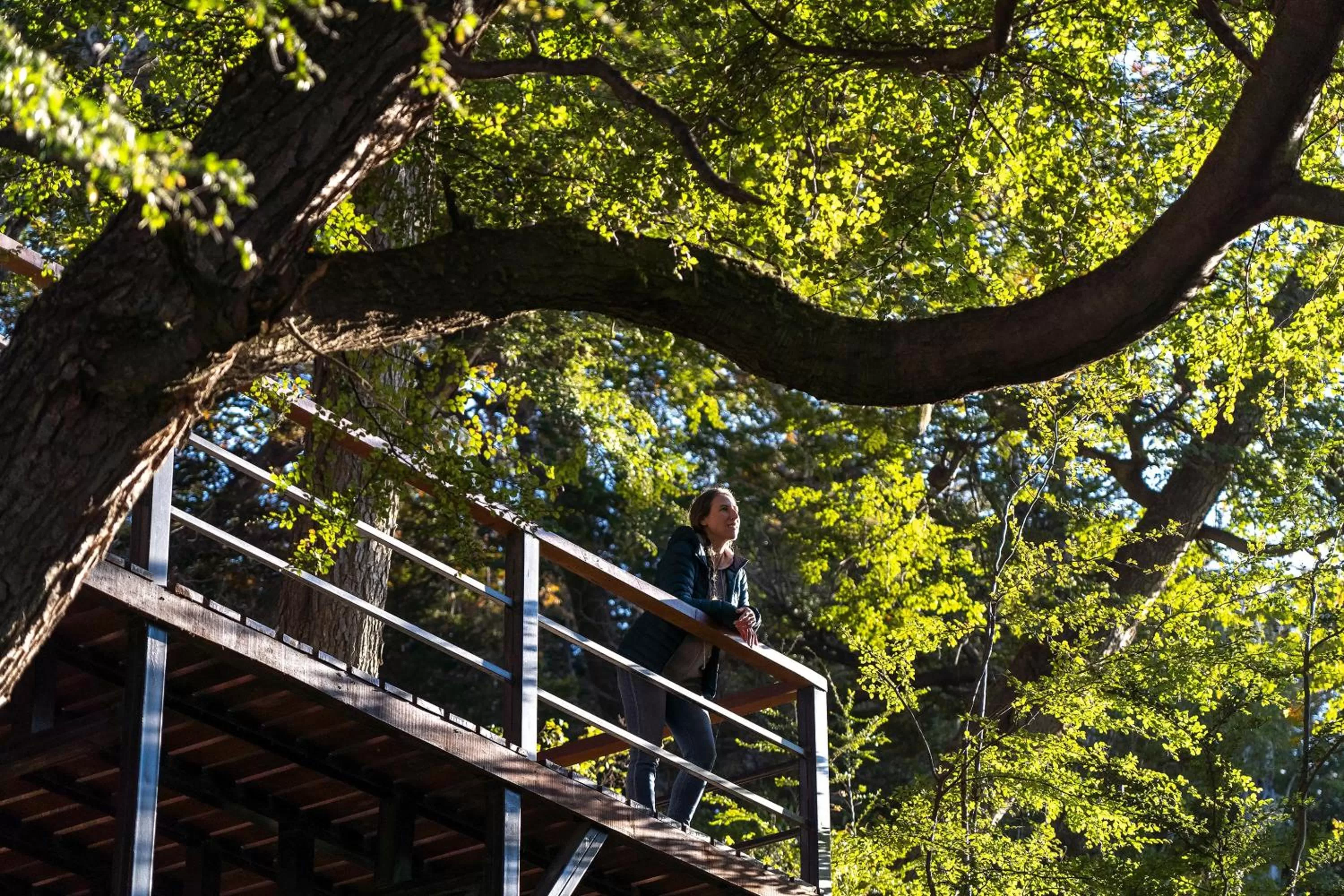 Natural landscape in Los Ñires Ushuaia