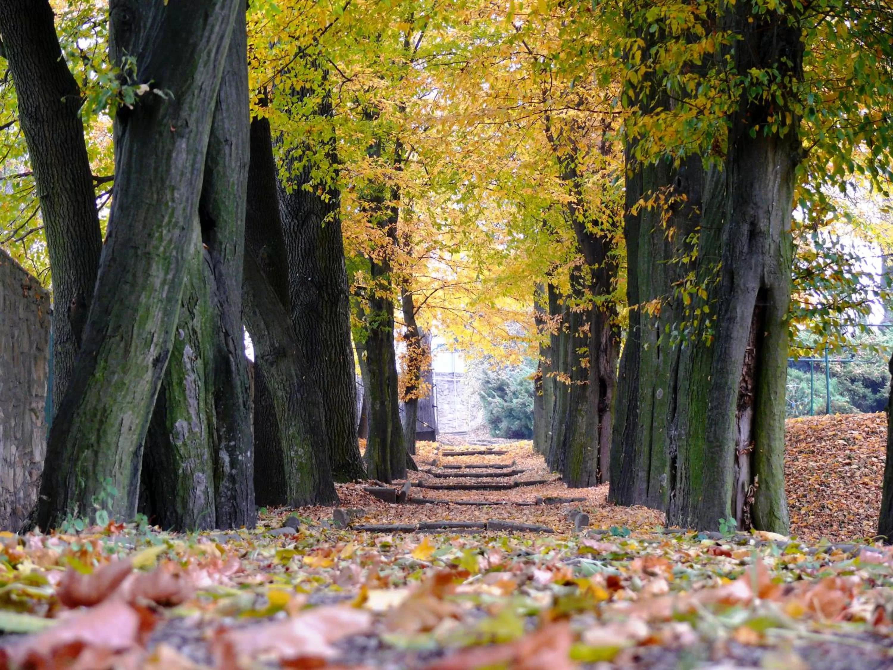 Garden in Dwór Zbożenna