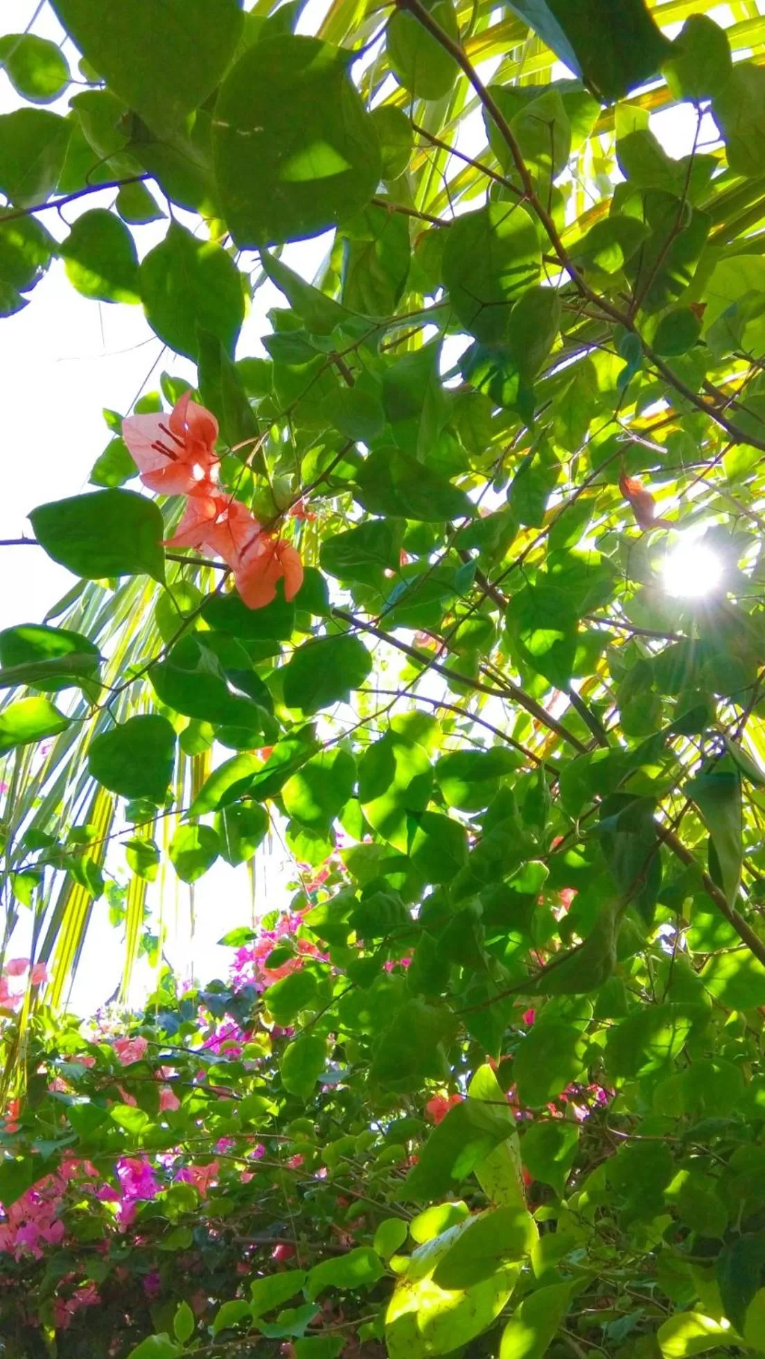 Natural landscape in Café des Arts Gili Air