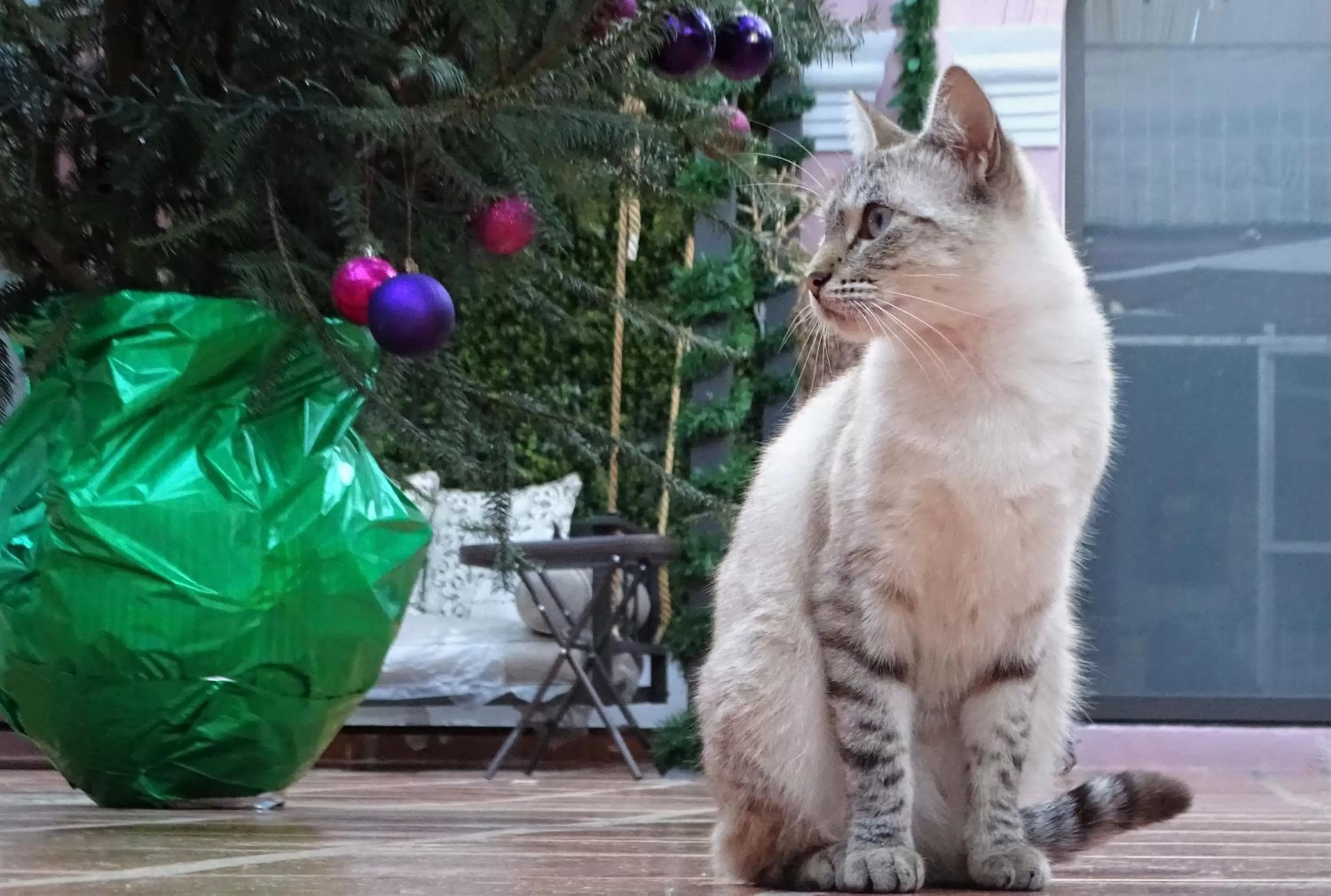 Pets in Hotel Barrio Antiguo