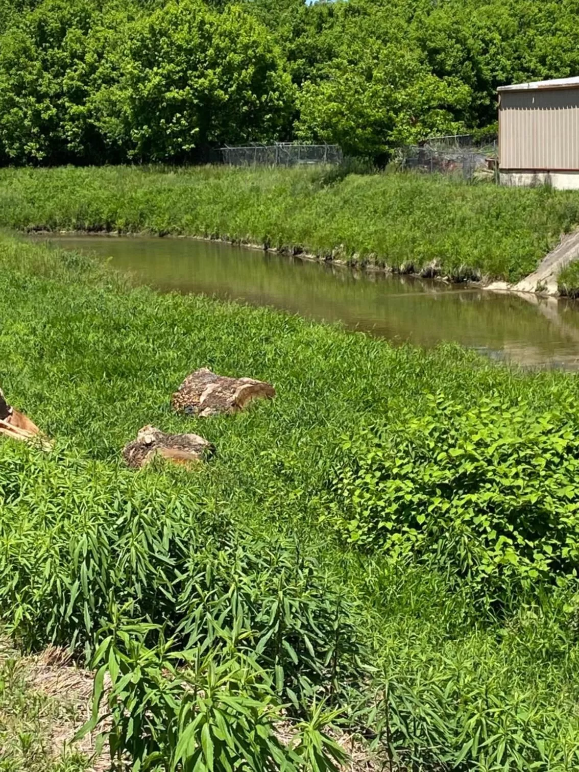 View (from property/room), Other Animals in Andy Griffith Parkway Inn