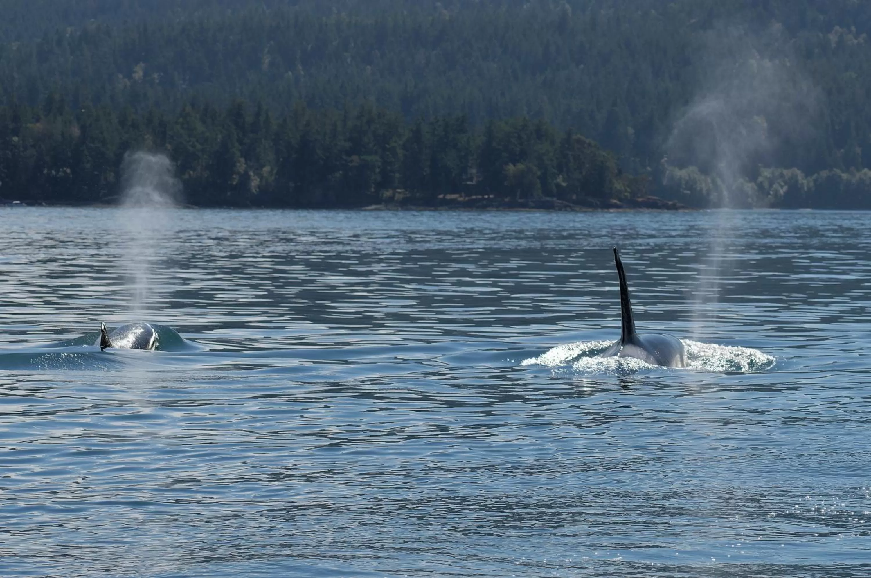 Activities in Otter's Pond Bed and Breakfast