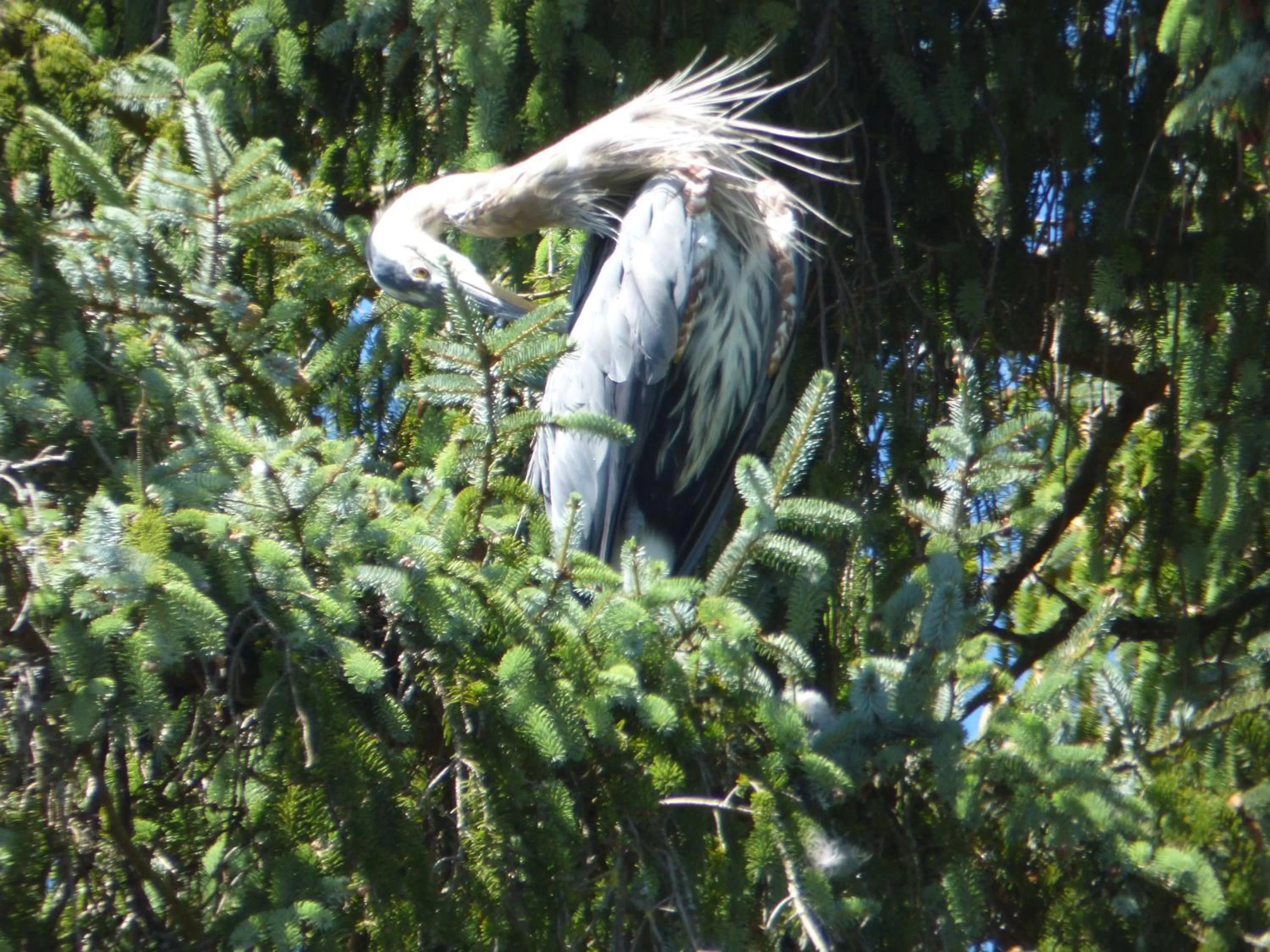 Animals in Sheltered Nook On Tillamook Bay