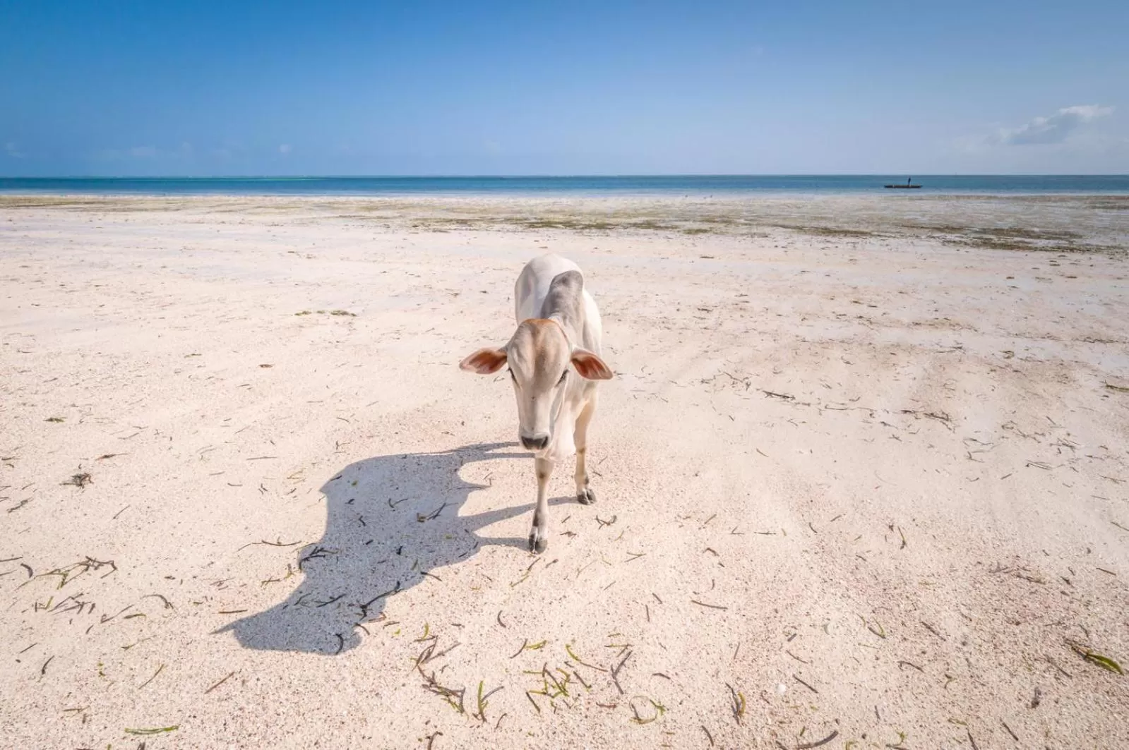 Animals in Kiwengwa Beach Resort