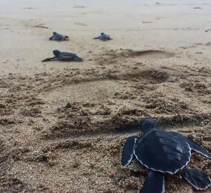 Beach in Weligama Bay Watsila Resort