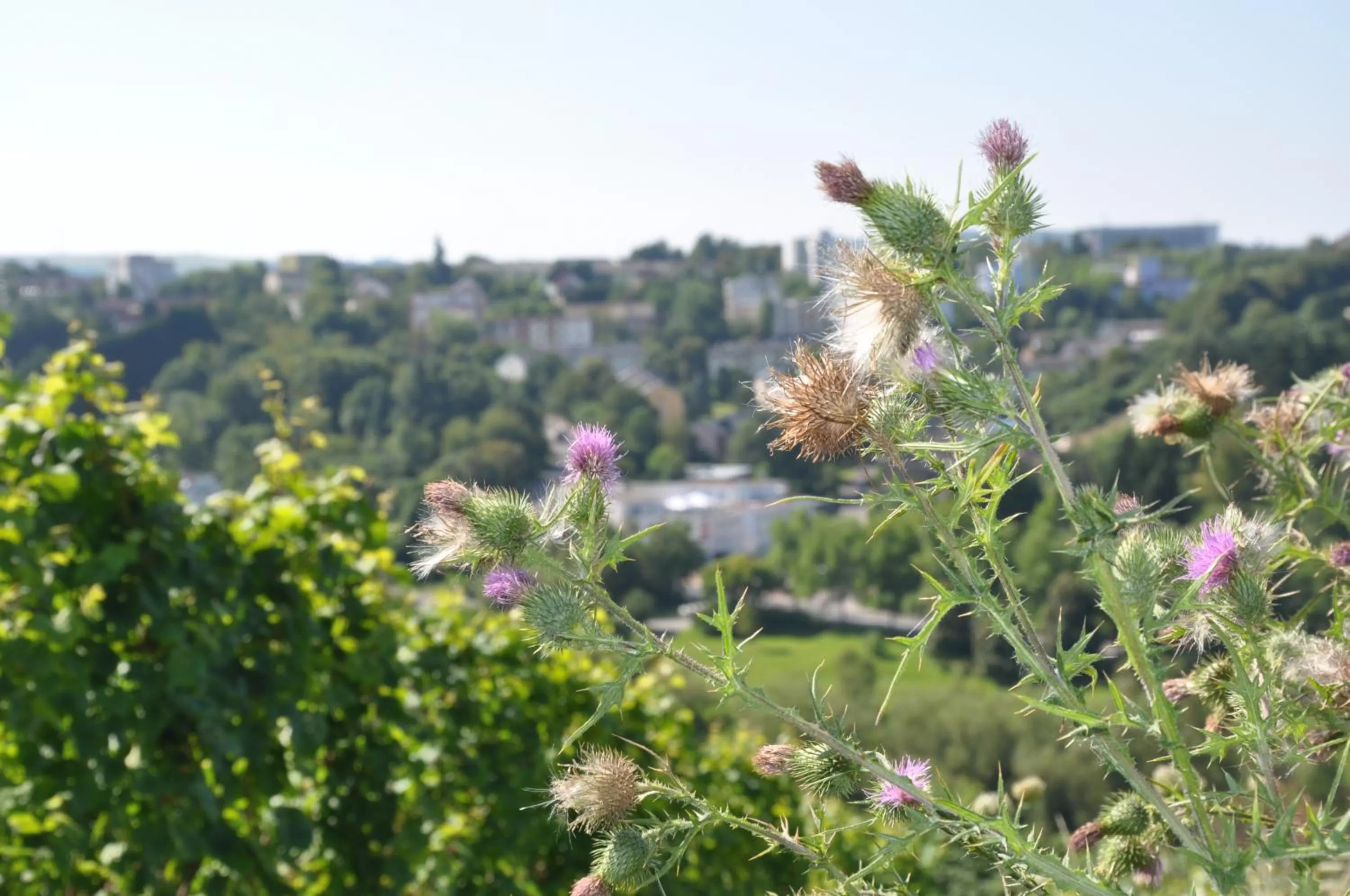 Spring in Schroeders Wein-Style-Hotel