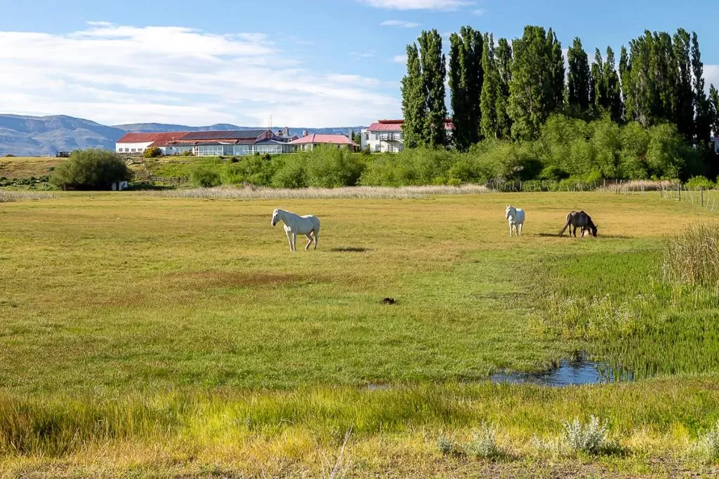 Other Animals in Hostería El Galpón Del Glaciar