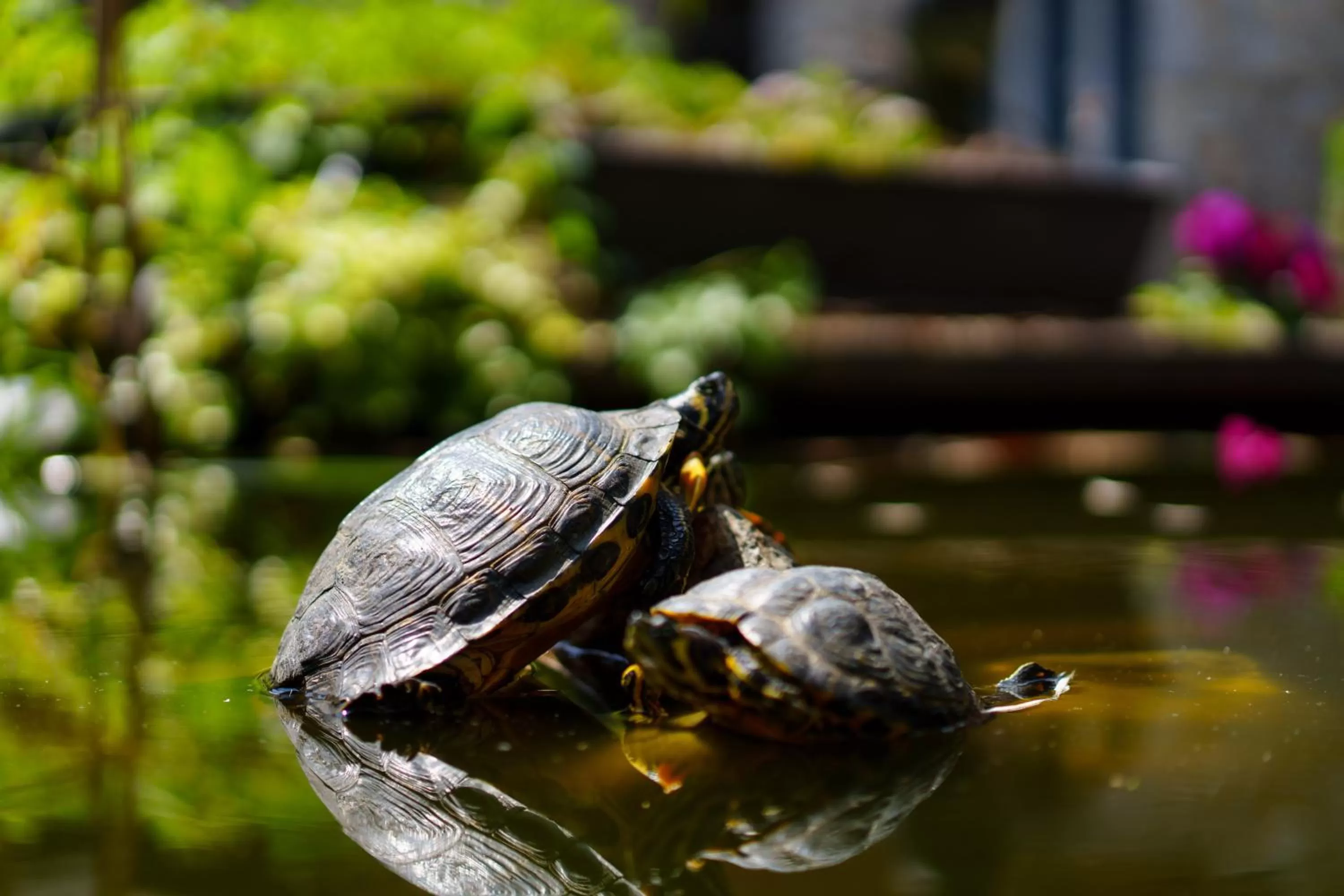 Patio in Hotel Les Jardins De La Molignée