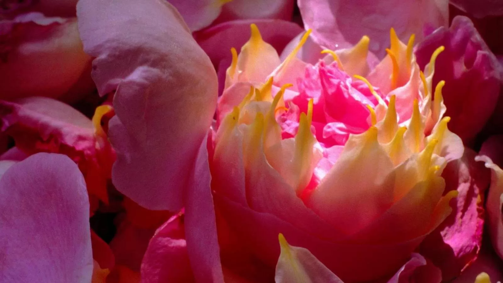 Garden in Bed and Breakfast Bavaria München